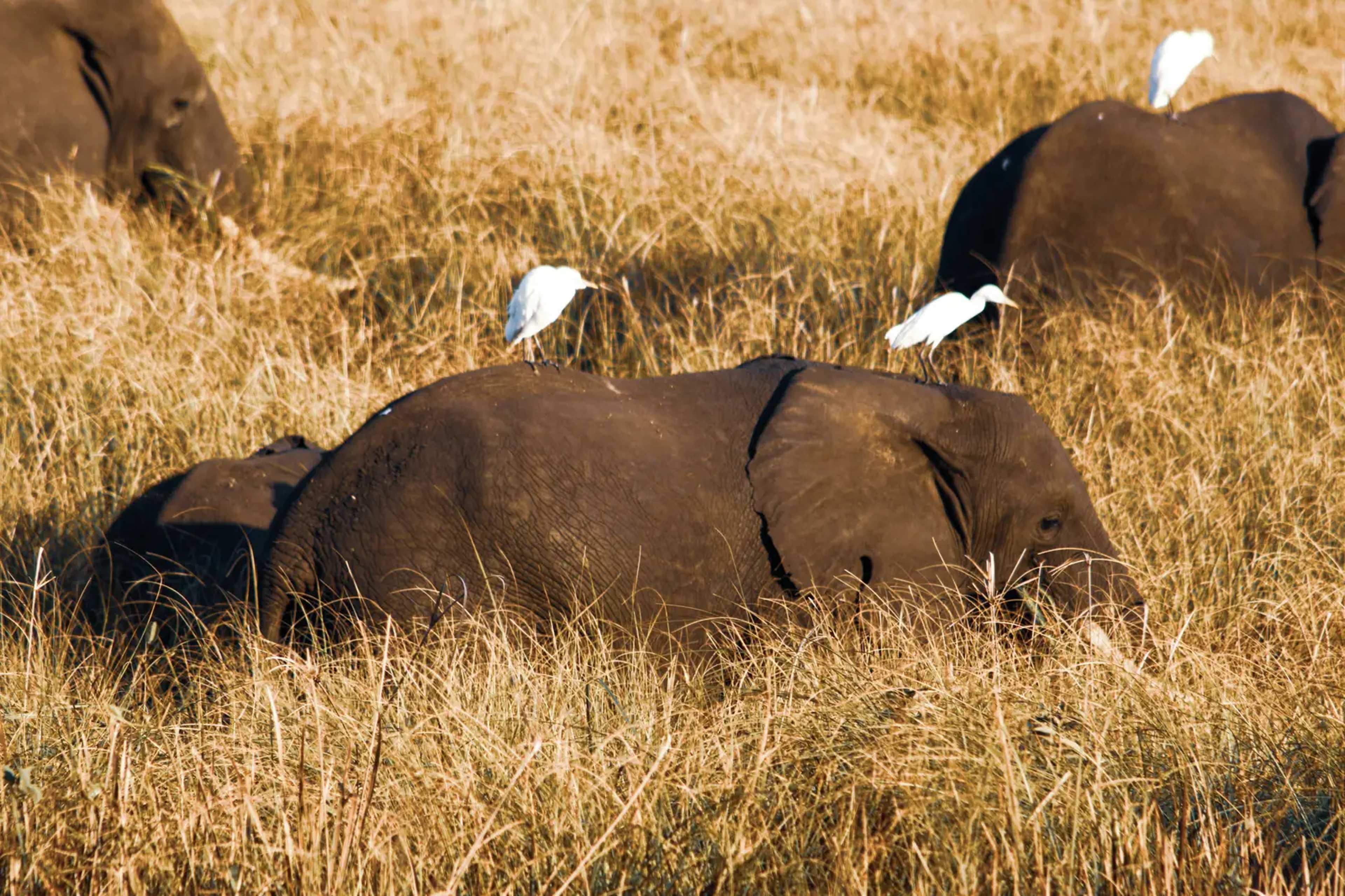 Mozambique Safari Firm Wins Global Markhor Award