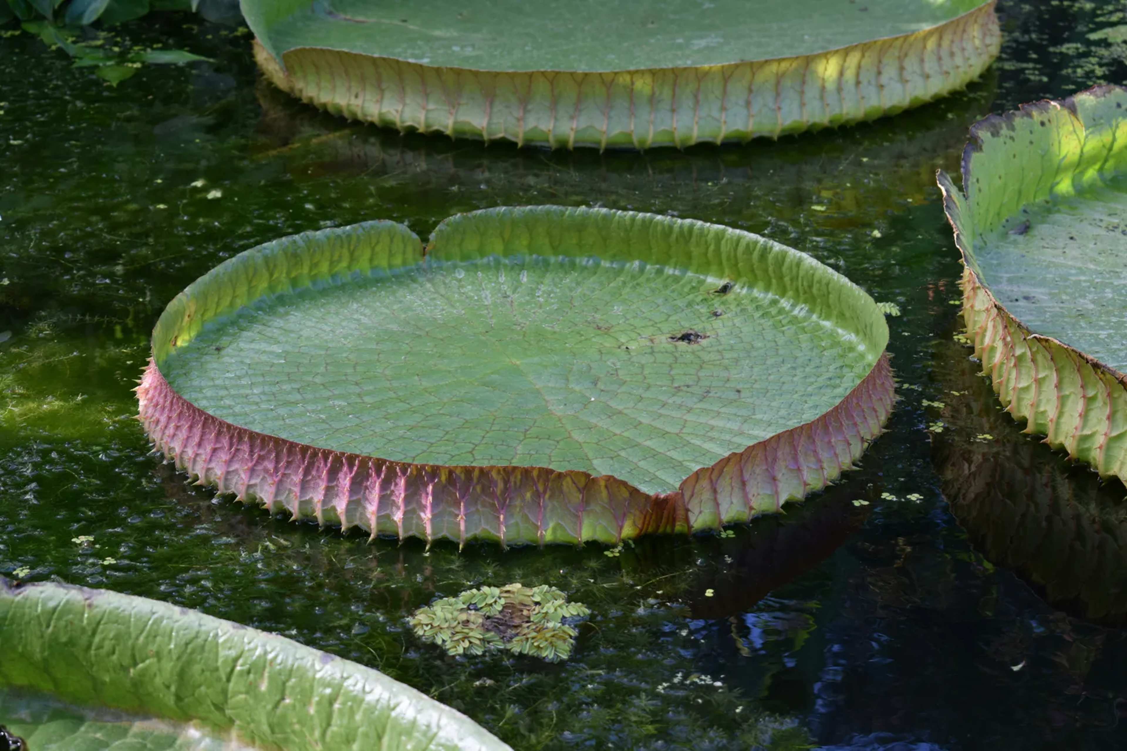 Instagram Leads Scientists to New Giant Water Lily