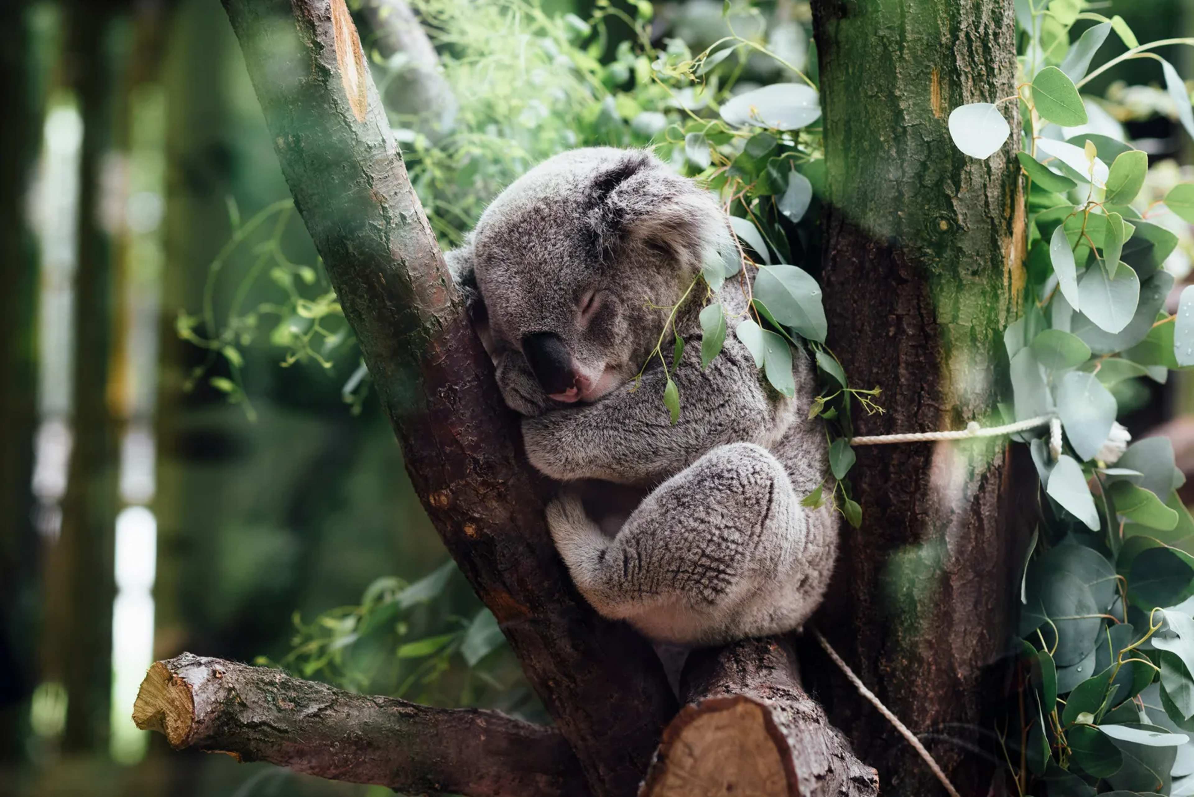 NSW Passes Koala Park Bill After Decade of Advocacy