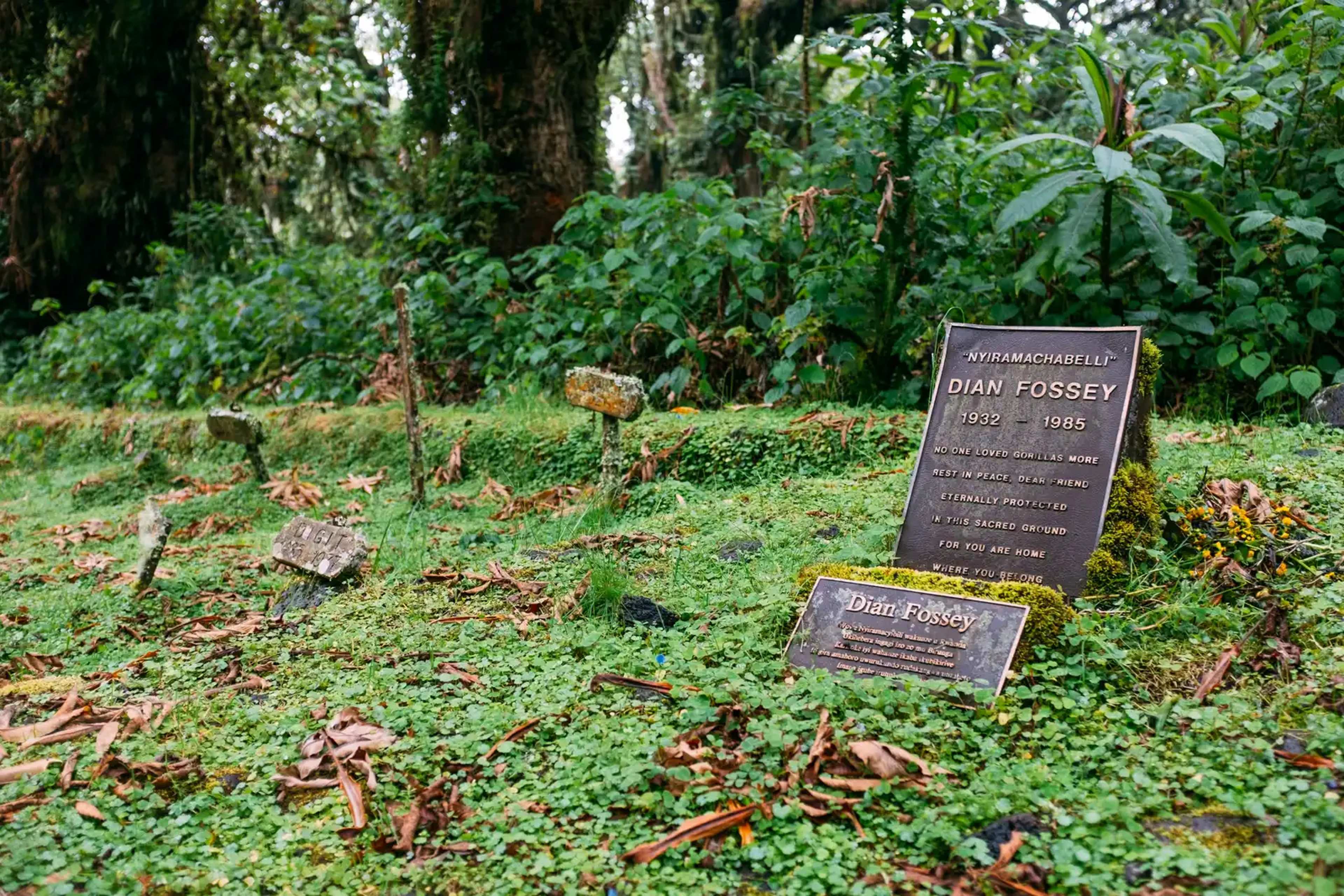 Ecologist Listens to Forests Around the World to Assess Their Health and Wins Major Award