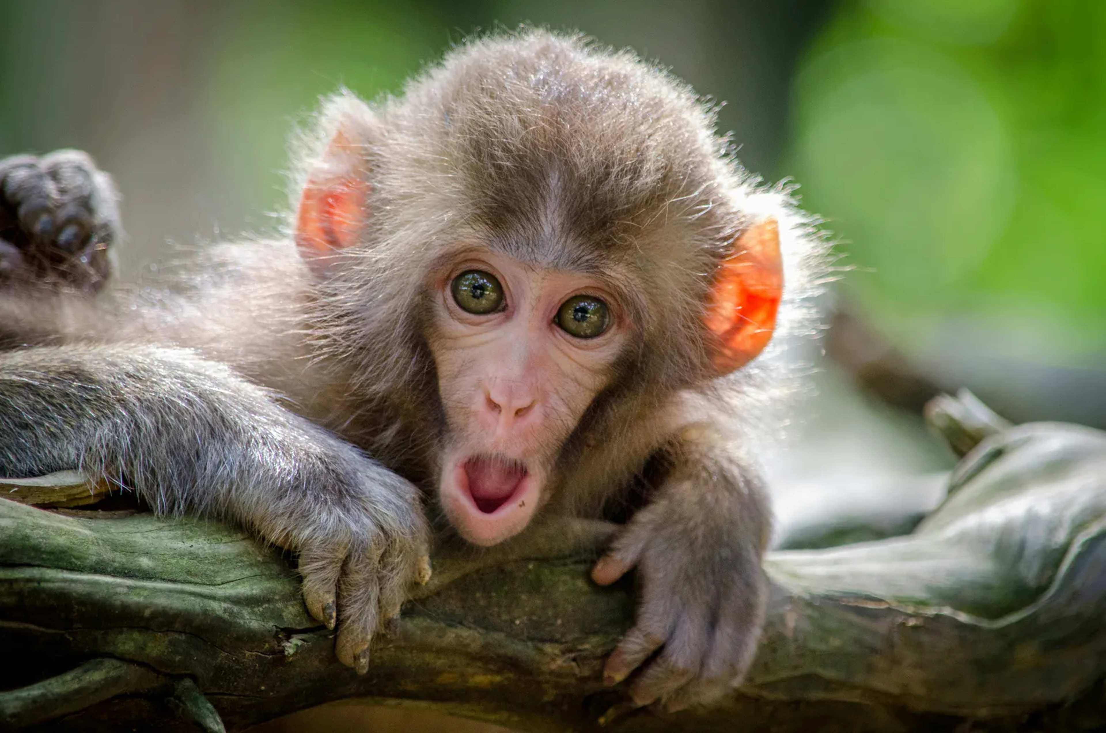 CITES Reports Little Headway in Cambodia's Efforts to Reform Monkey Exports