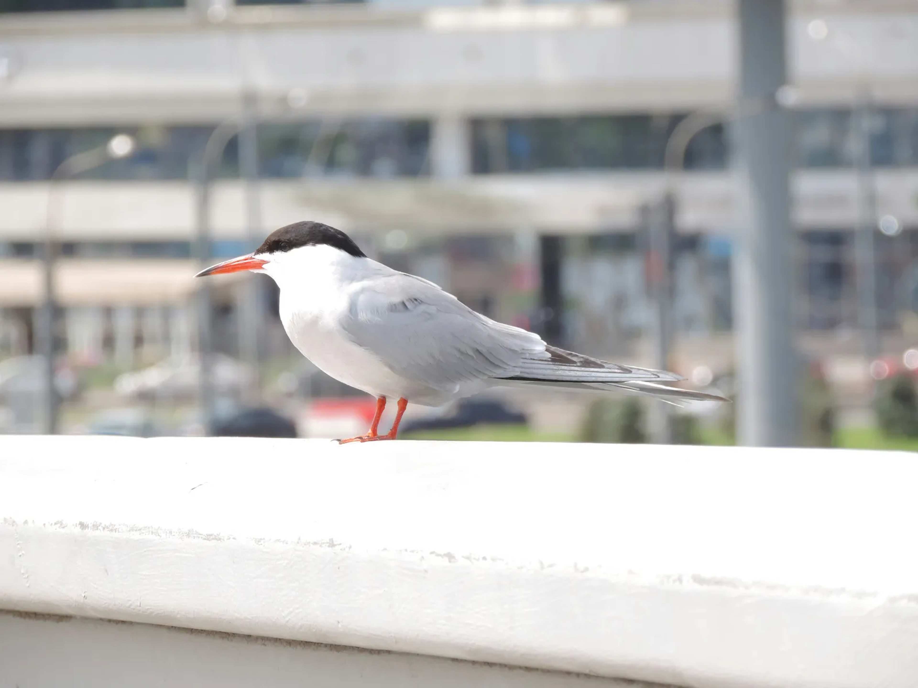 Juvenile Elegant Terns Swarm San Francisco Bay Near Golden Gate Bridge