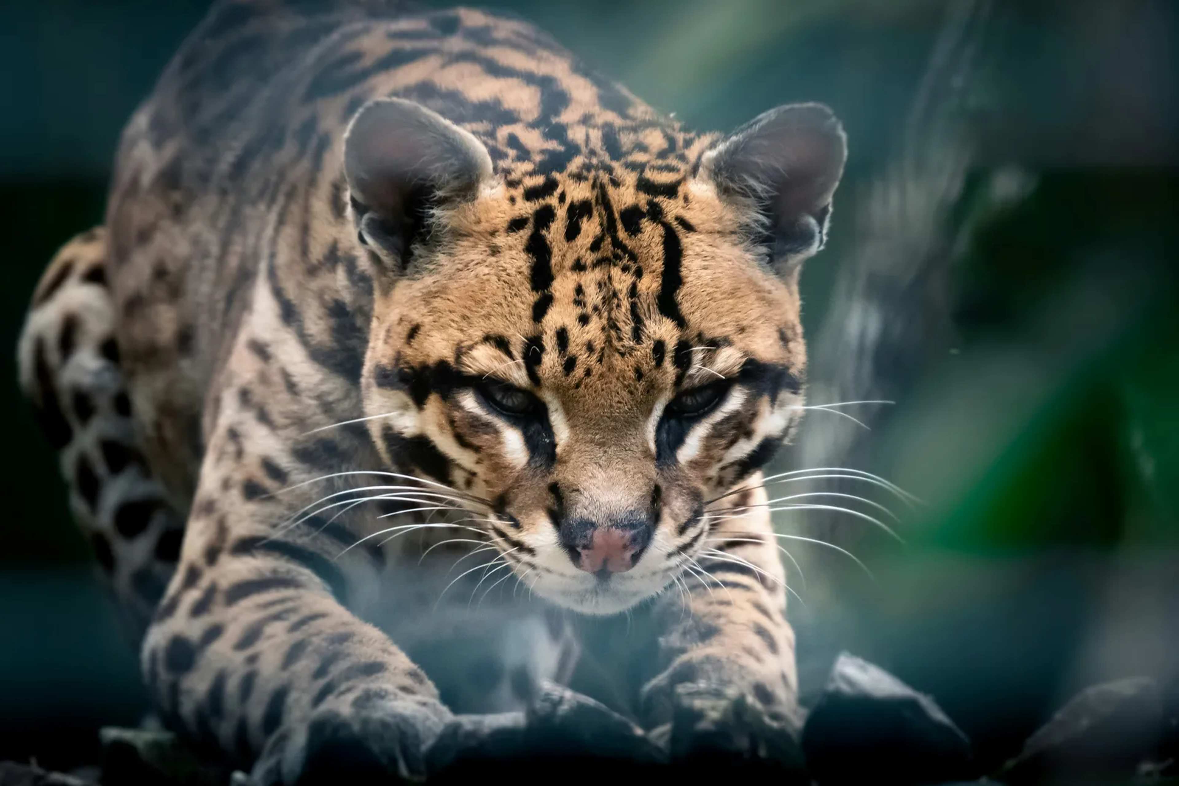 American Ocelots Cling to Their Last U.S. Foothold