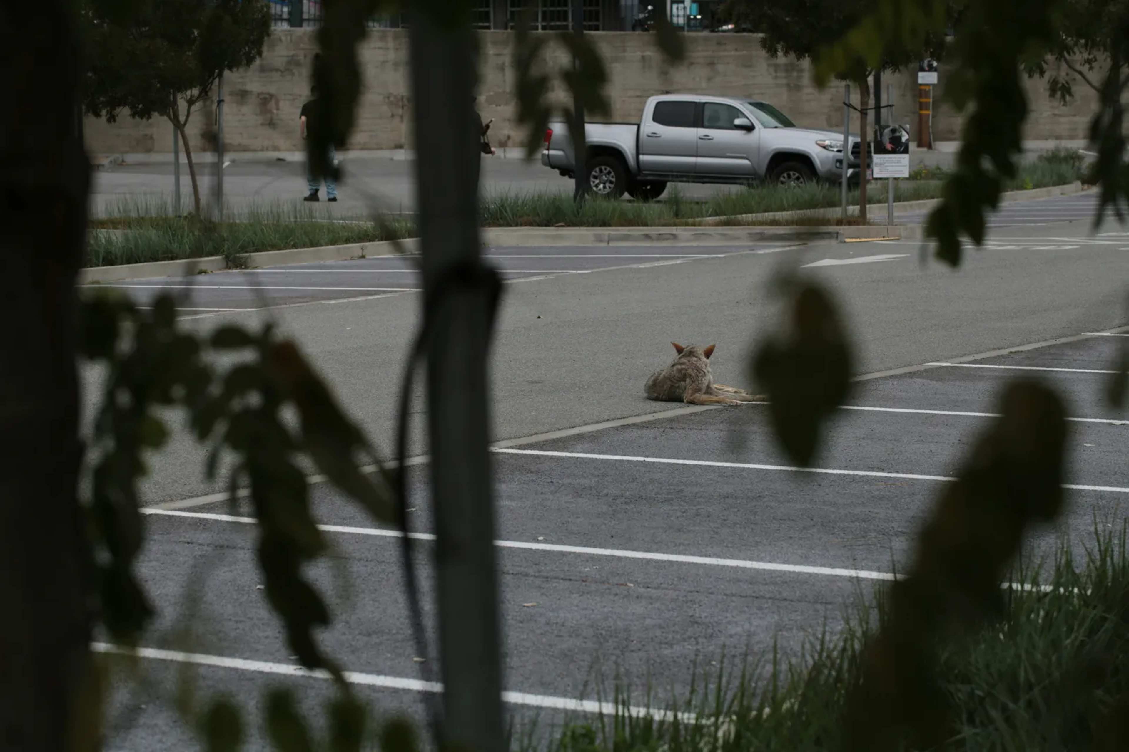 Coyotes Are Thriving in Seattle, Yet They Avoid the Busiest Neighborhoods