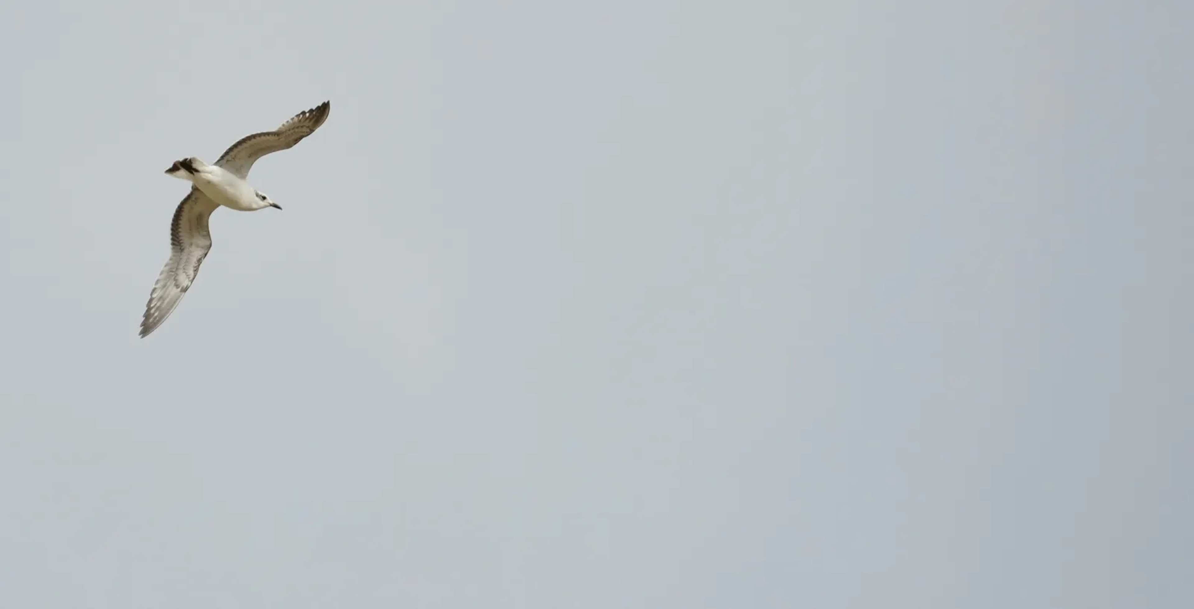 Malta Storm Strands Birds, Hunters Reportedly Kill Hundreds