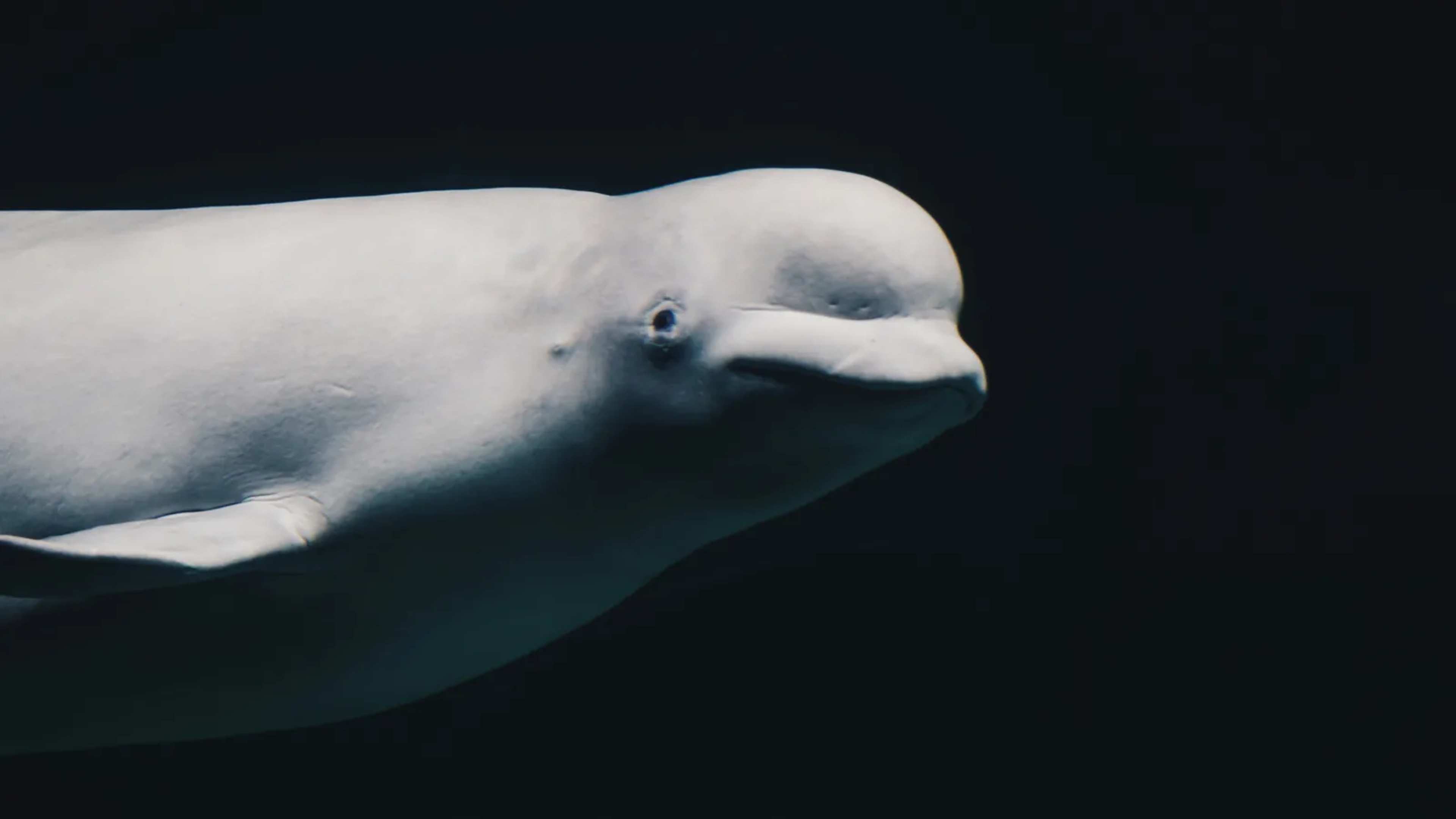Six Deaths Cloud Beluga Rescue From Marineland