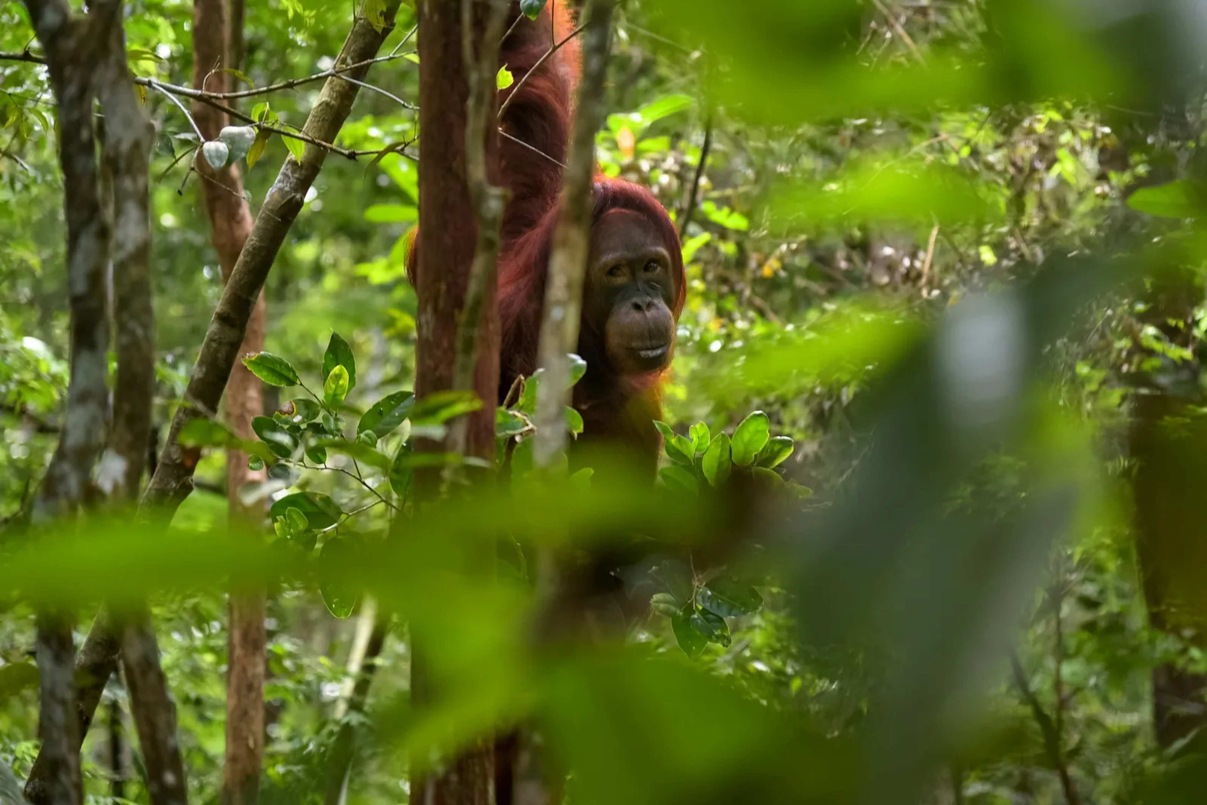 West Kalimantan Wildfires Leave Wildlife Thirsty and Seeking Village Water