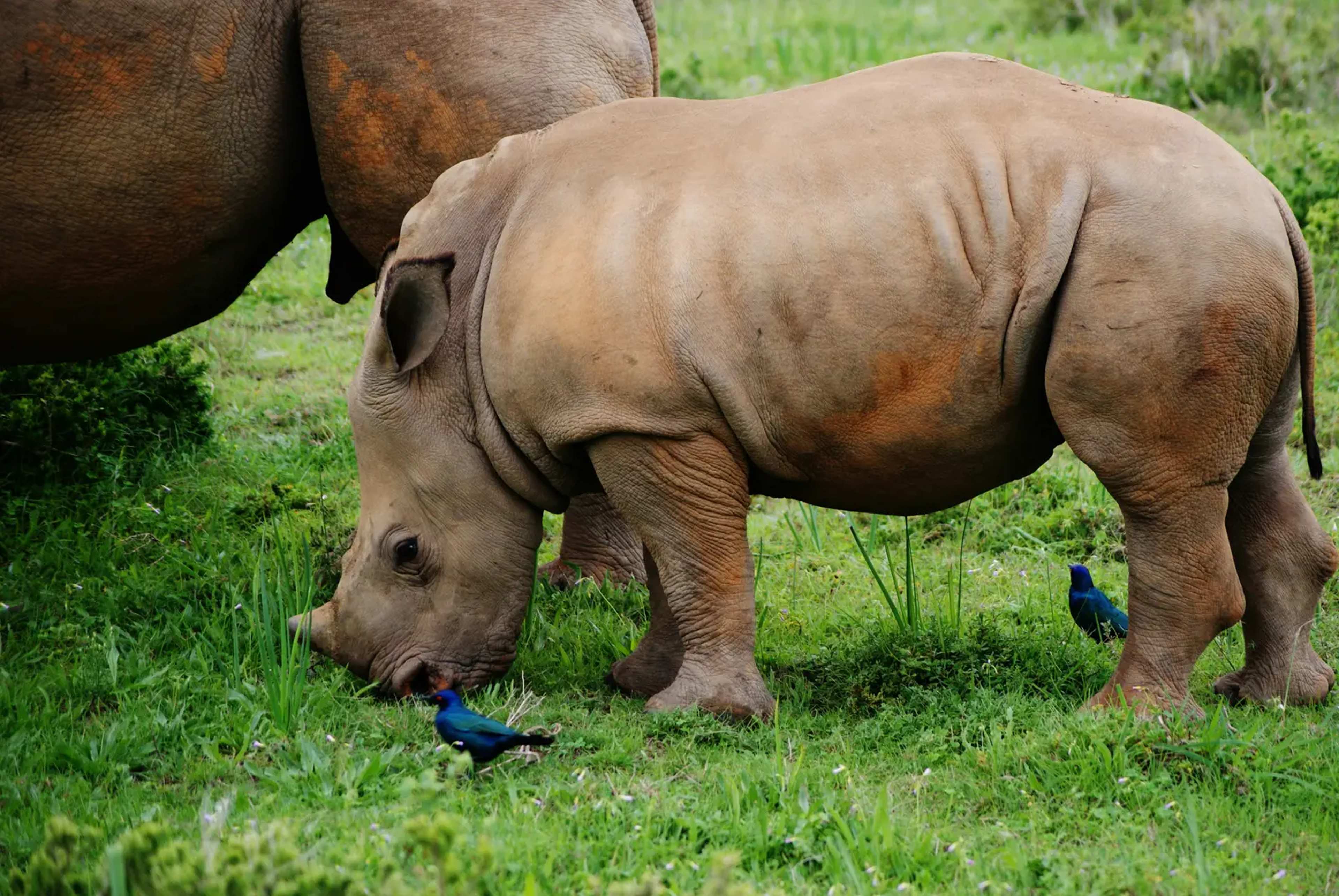 Two Sumatran Rhino Pregnancies Offer Hope Amid Genetic Constraints