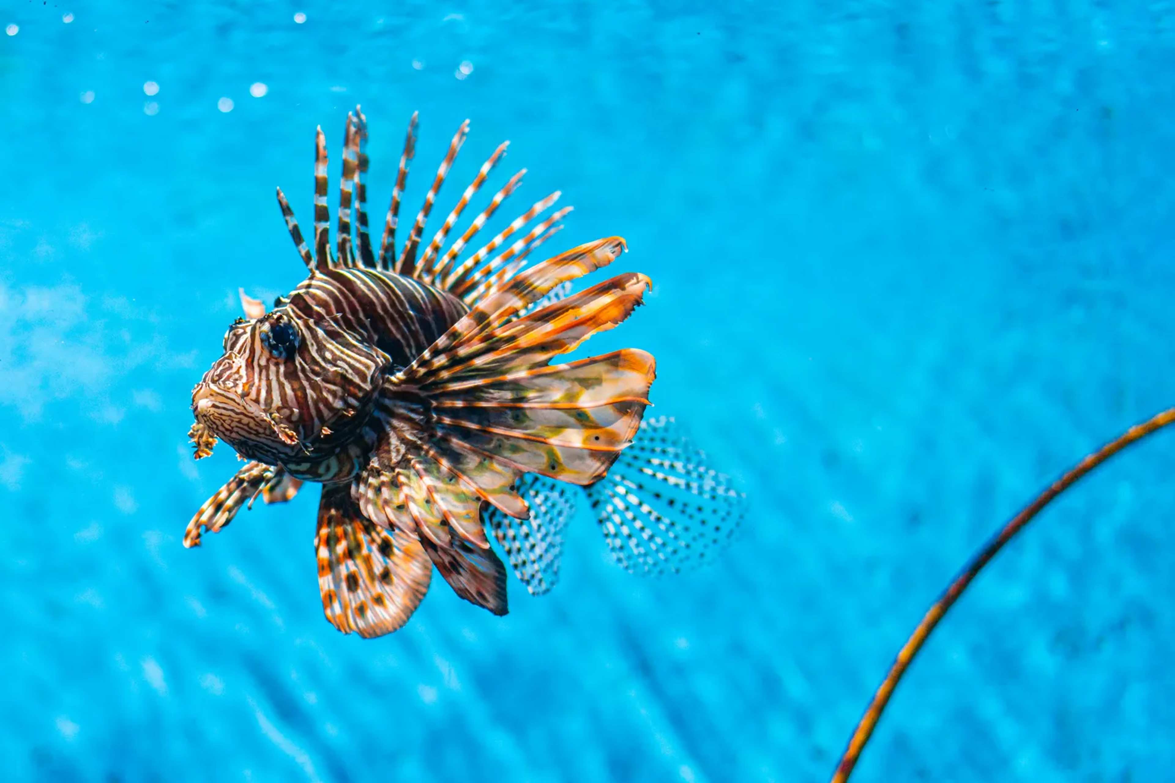 Brazil Pays Fishers to Hunt Lionfish on Largest Reefs