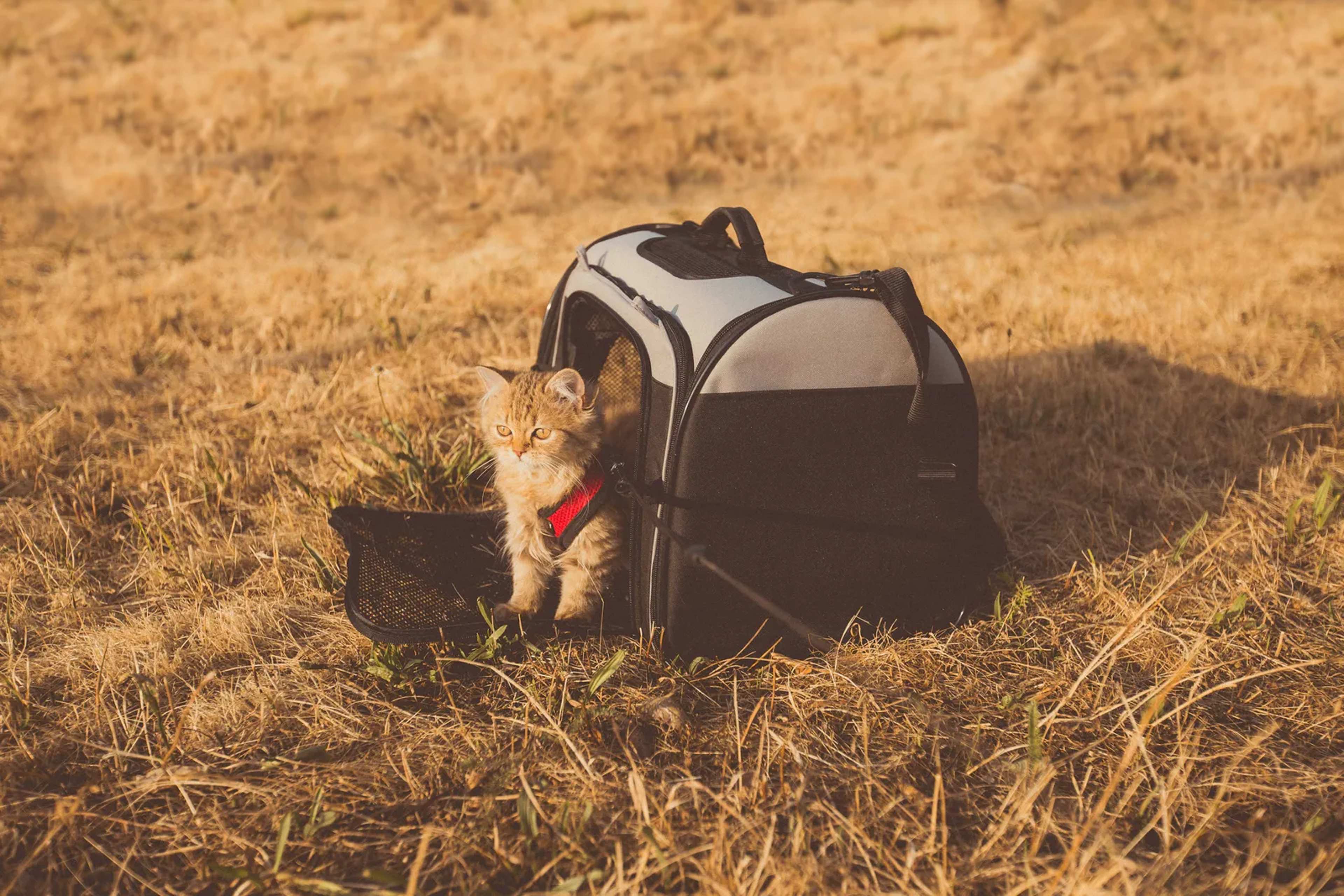 Flying a Cat from Ohio to Scotland