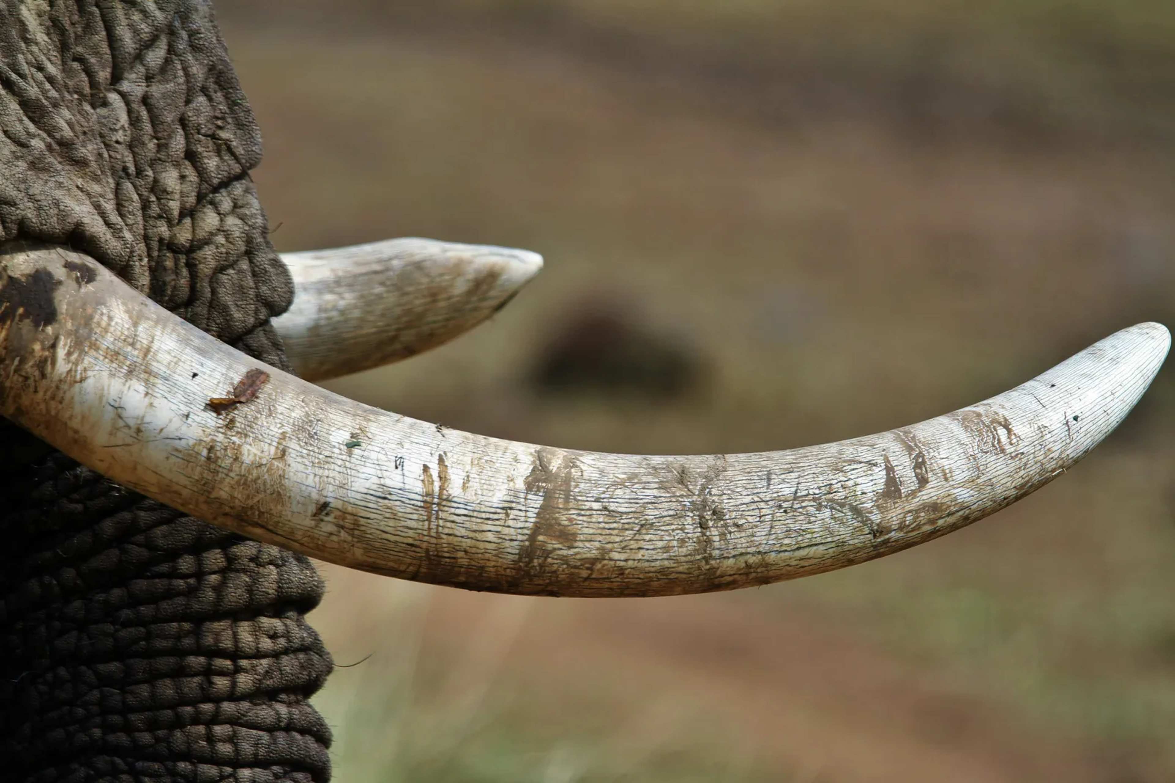 Thailand Orders DNA Tests on Tusks Hidden in Logs