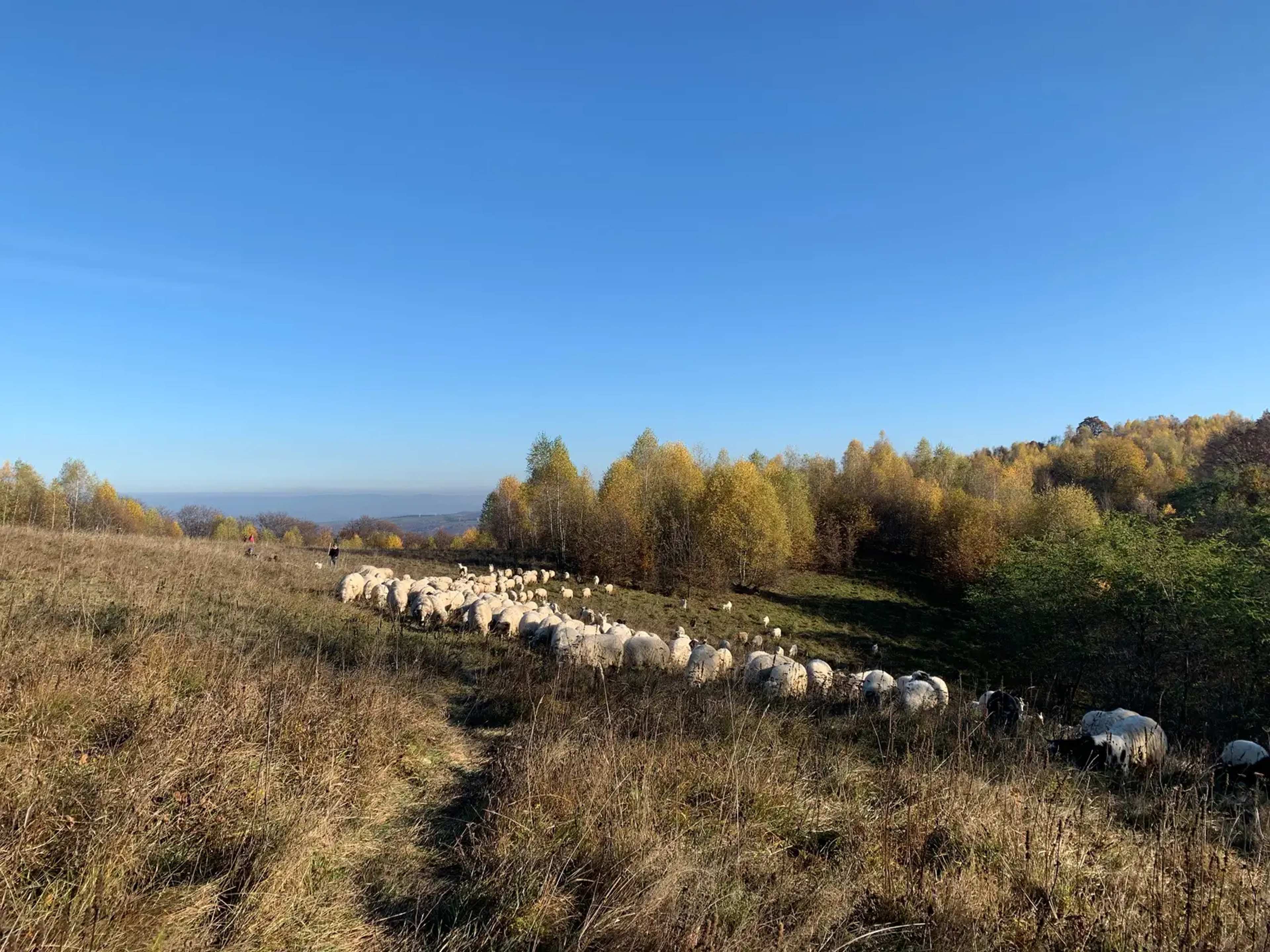 Vermont Sheep Thrive in Apple Orchard Pastures