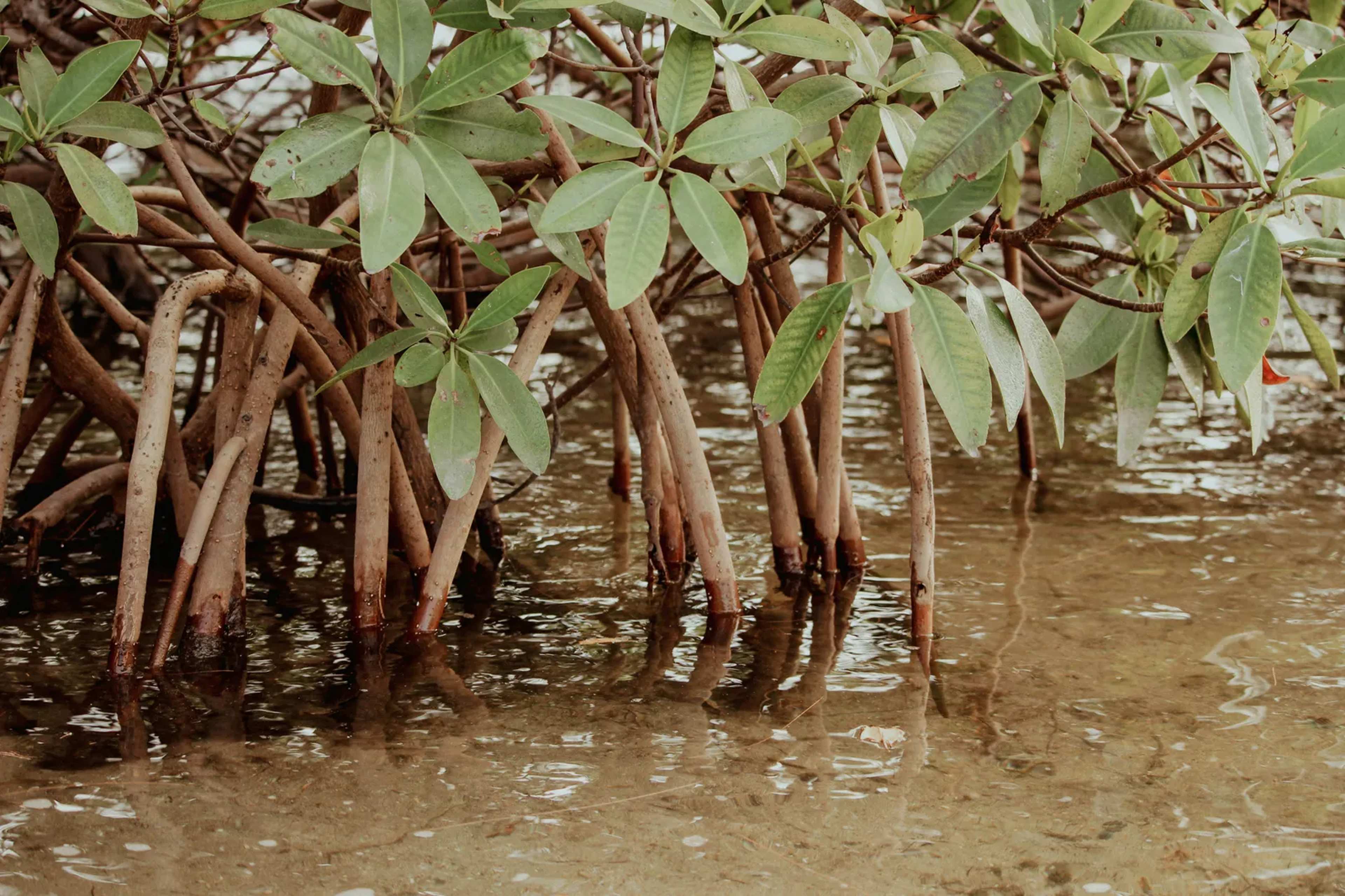 Thailand Turns to Artificial Mangrove Roots as Stopgap for Eroding Coast