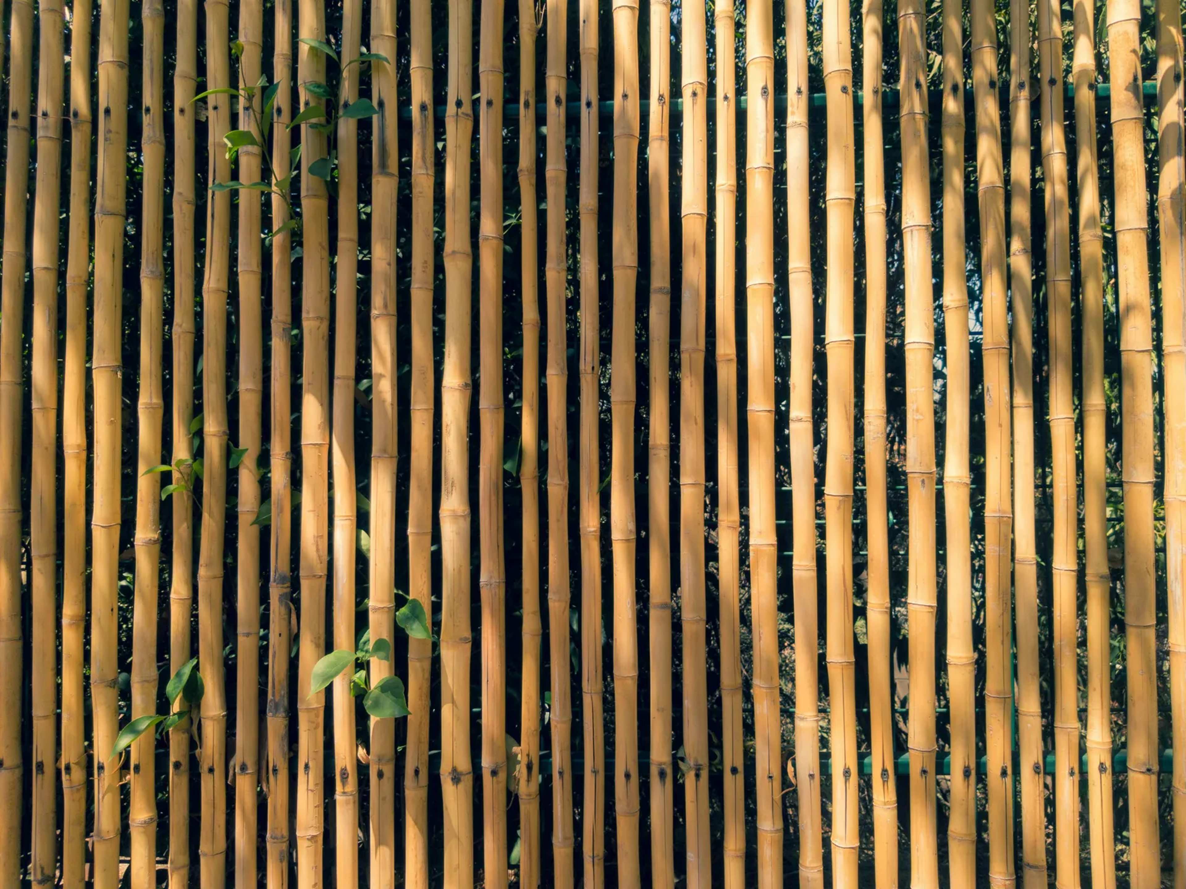 Pamarawan Village Builds Bamboo and Shell Barriers Against Typhoon Floods