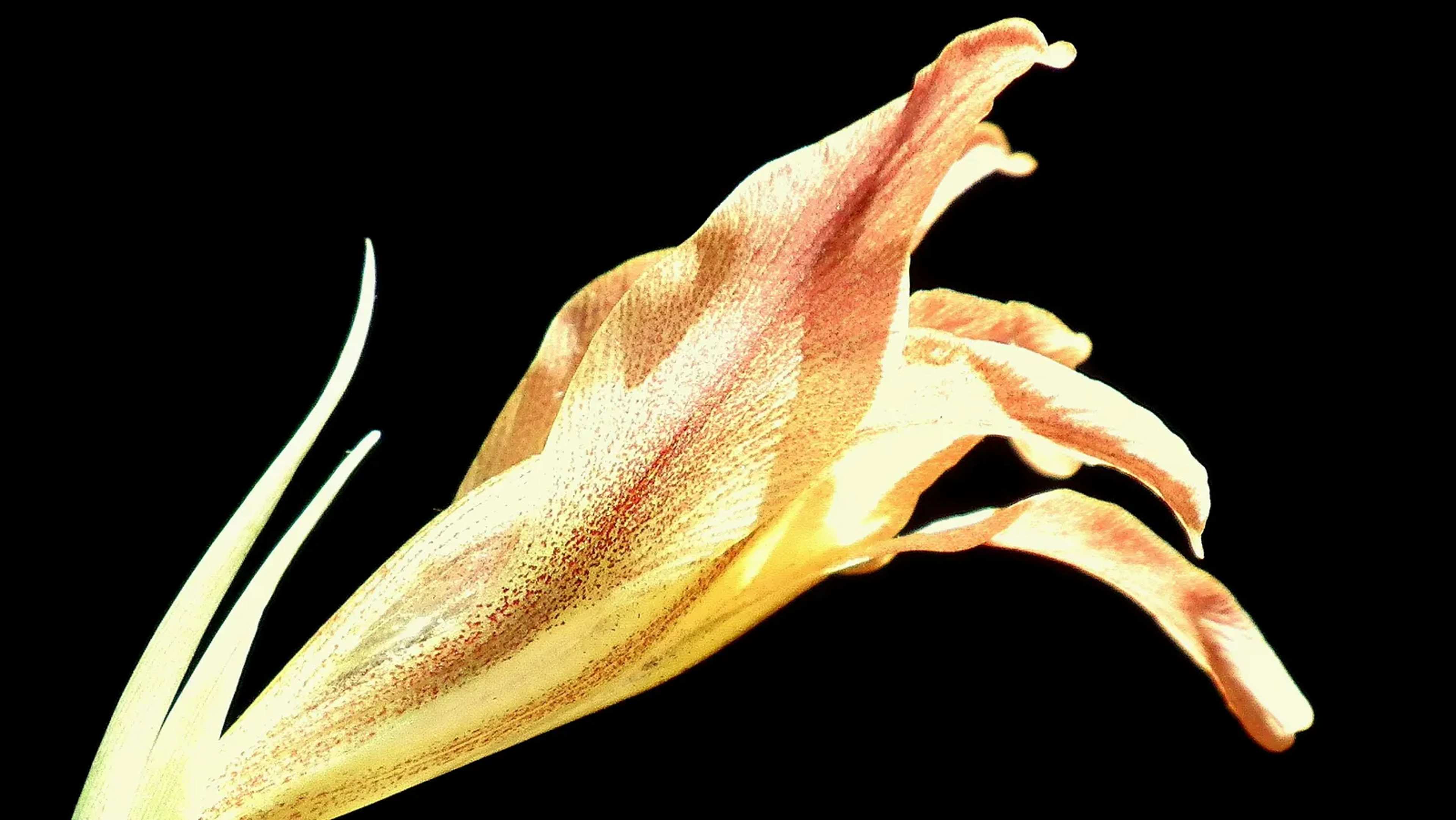 Rare Borneo Flower Smells Like Rotting Flesh to Lure Flies