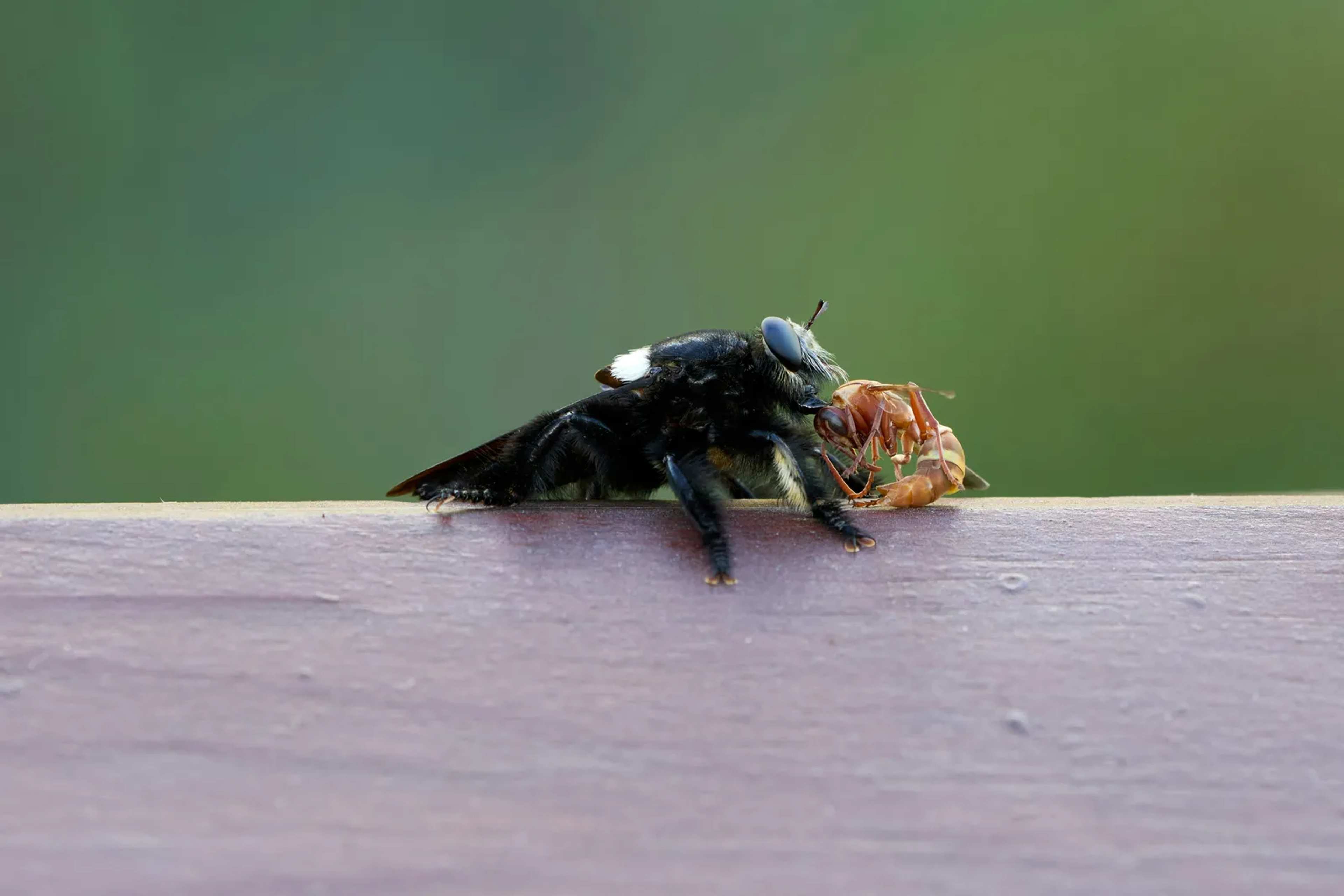 Zambia Insect Tradition Could Strengthen Food Security