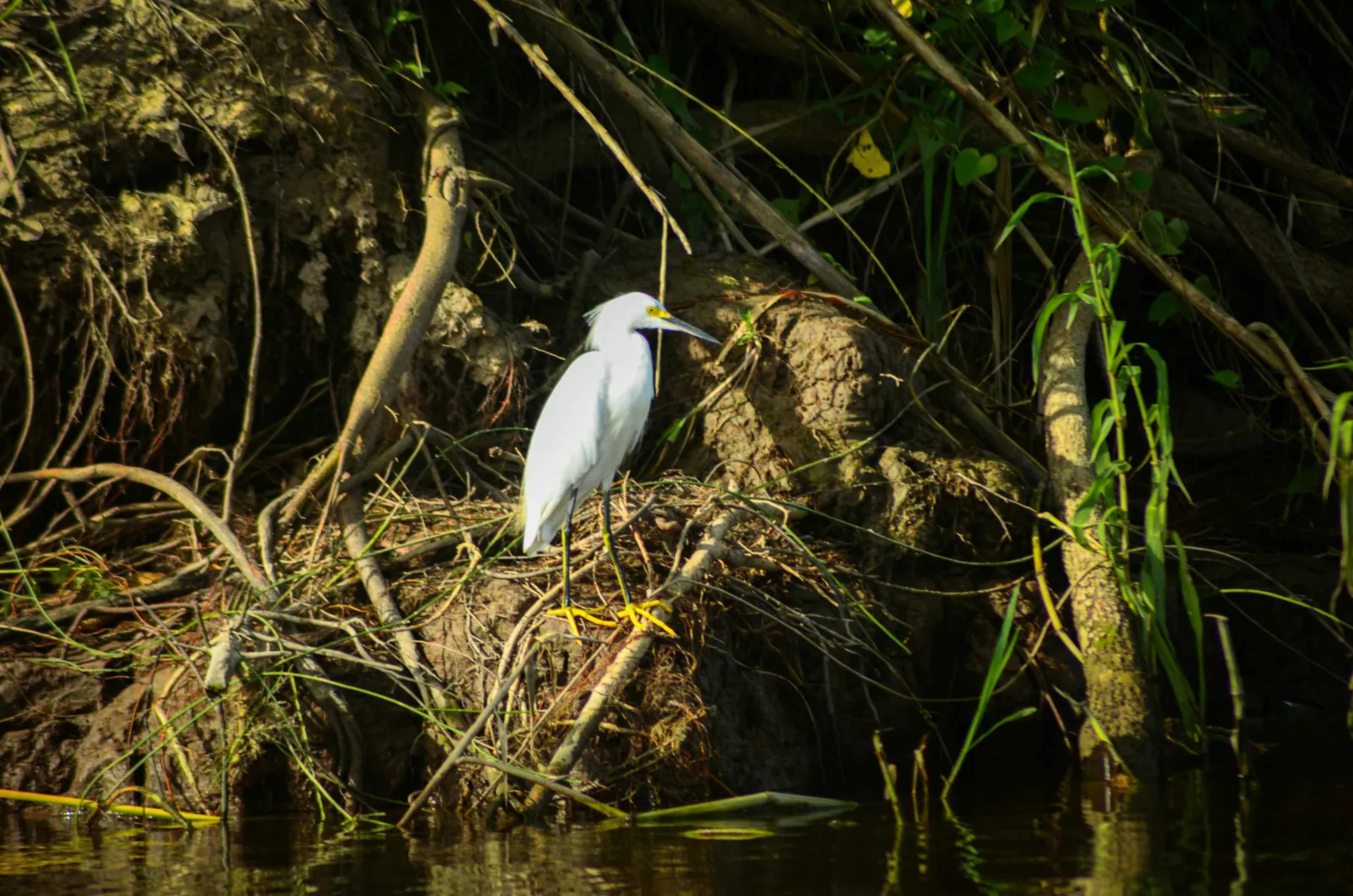Belgium-Sized Amazon Wetland Converted as Destruction Accelerates