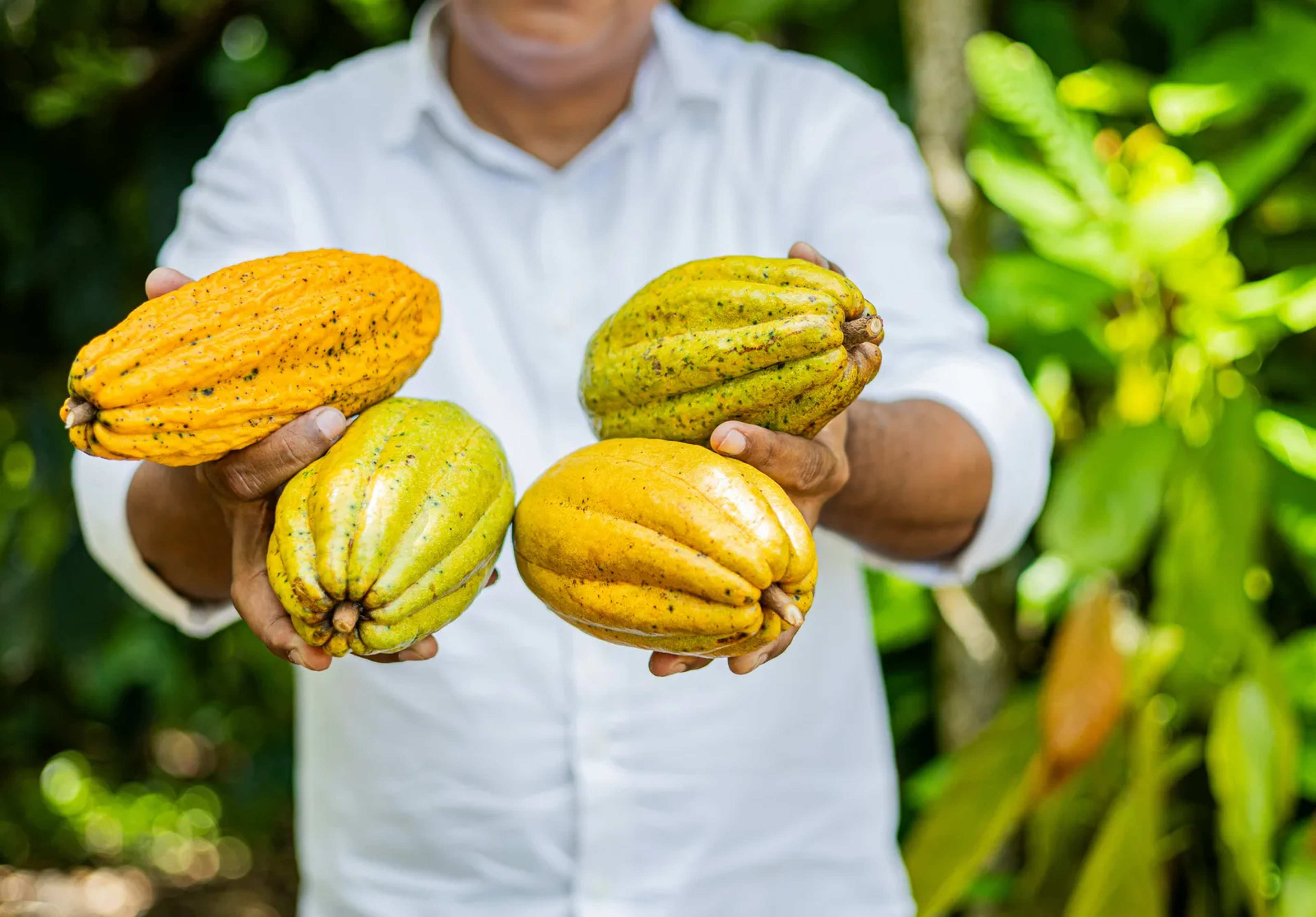 Harvard Links Rain Timing to Ghana Cocoa Swings