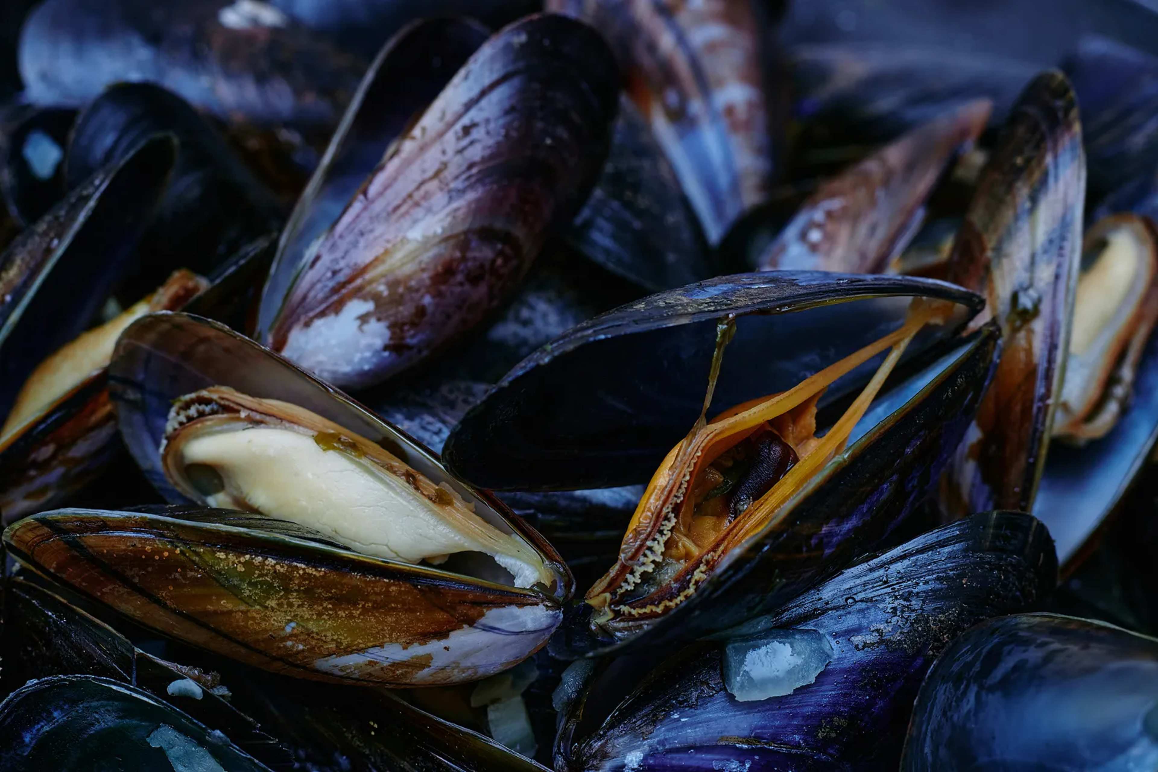 DNA Tests Reveal Five New Mussel Species in Southern Rivers