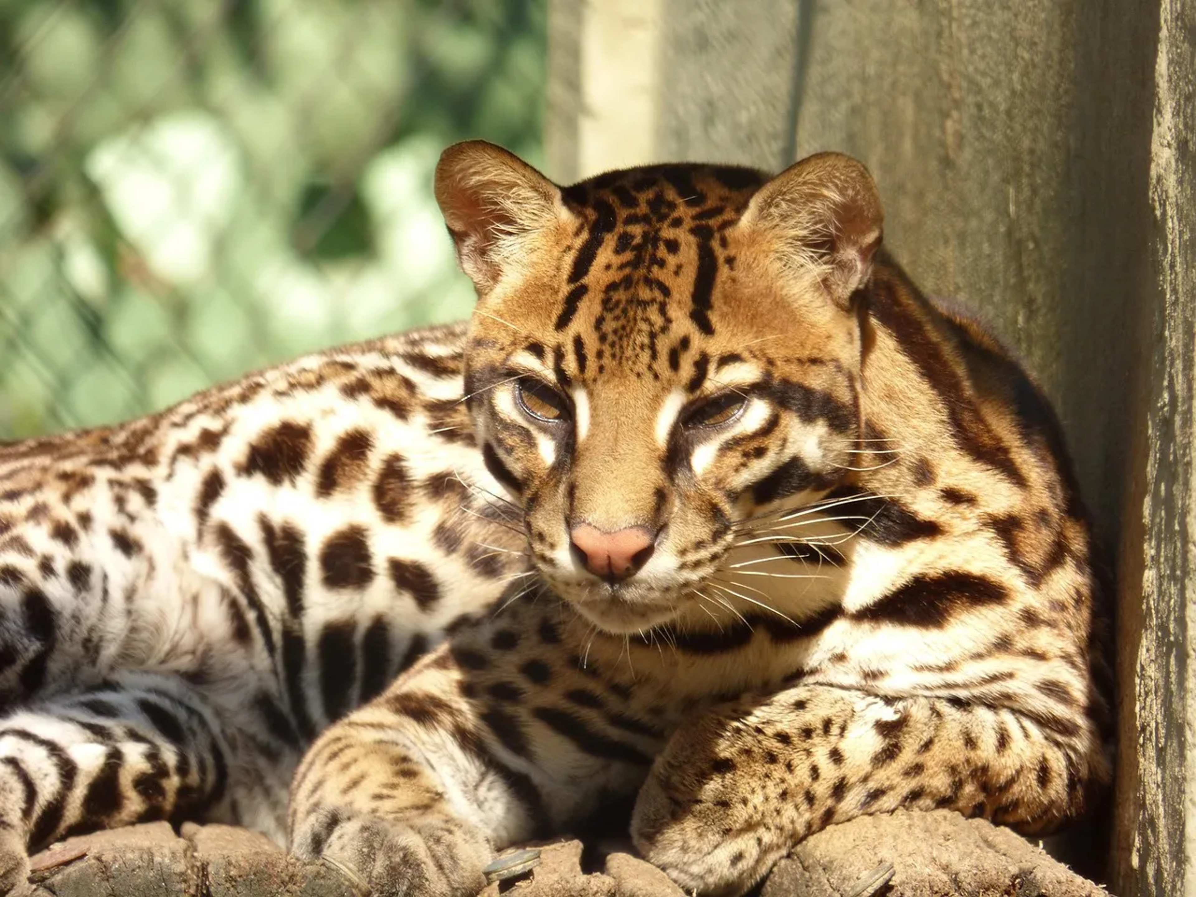 Lures Fail to Draw Ocelots in Texas Traps