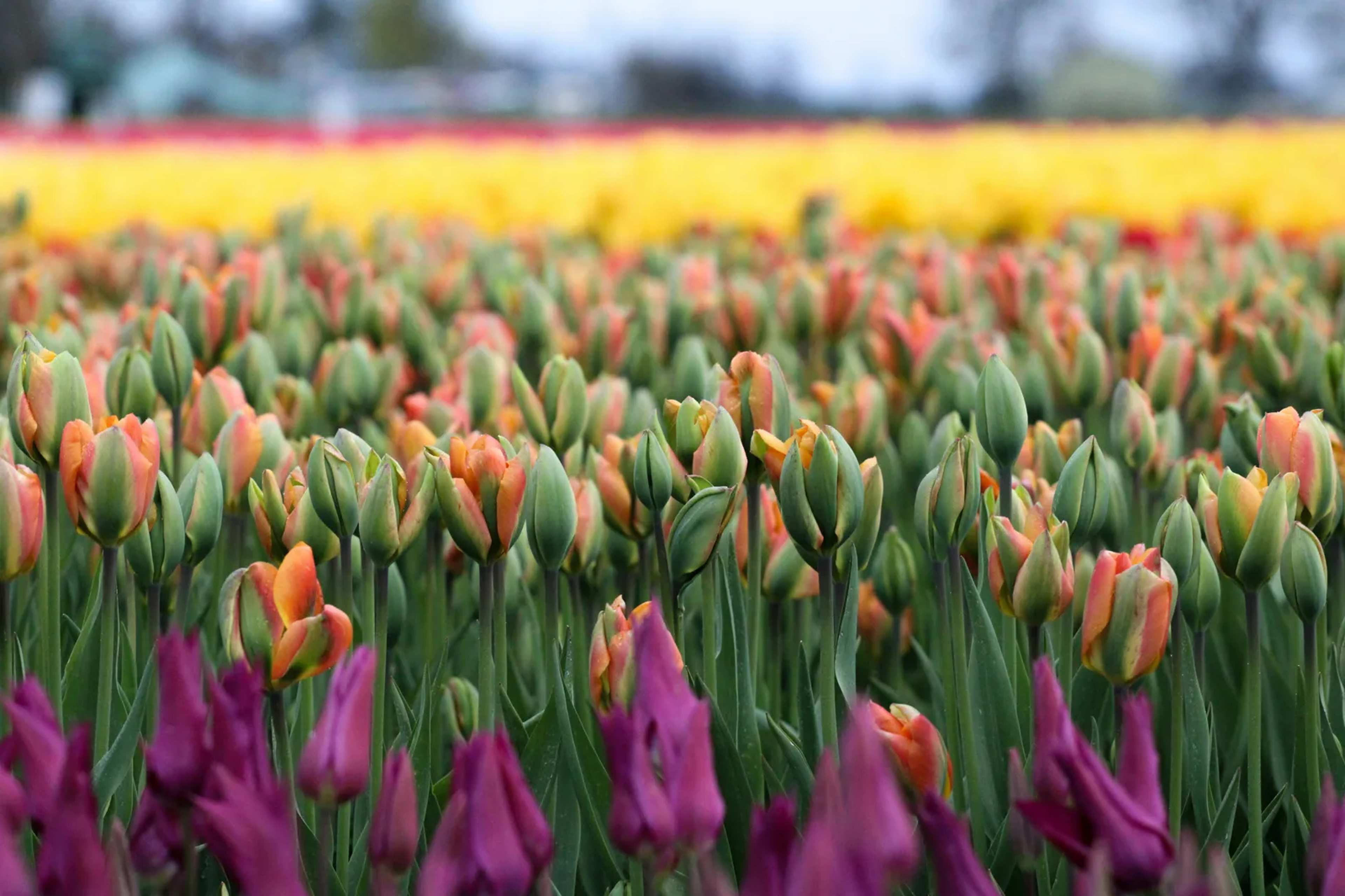 Wild Tulips Rare Despite Their Global Fame
