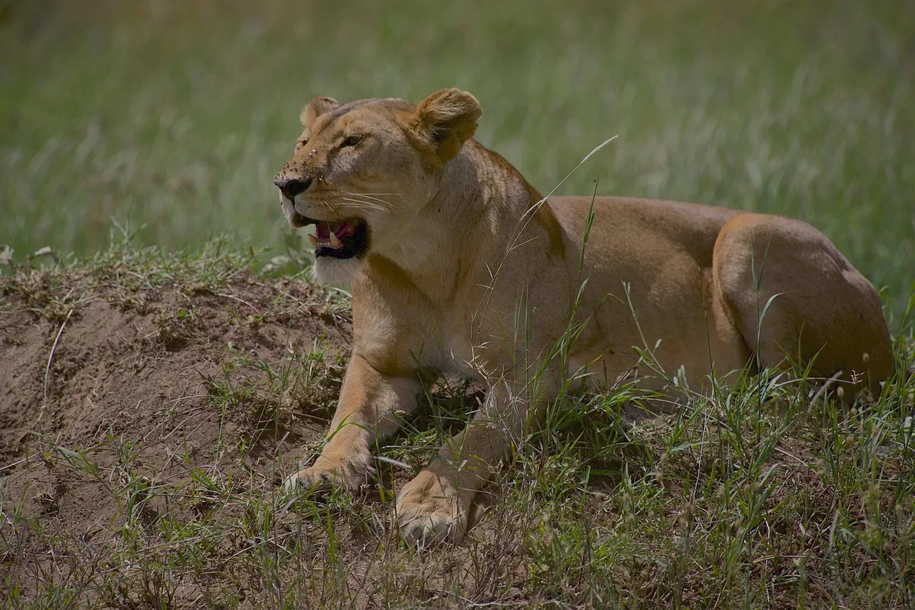 Marriott Autograph Collection to Open Serengeti Safari Camp