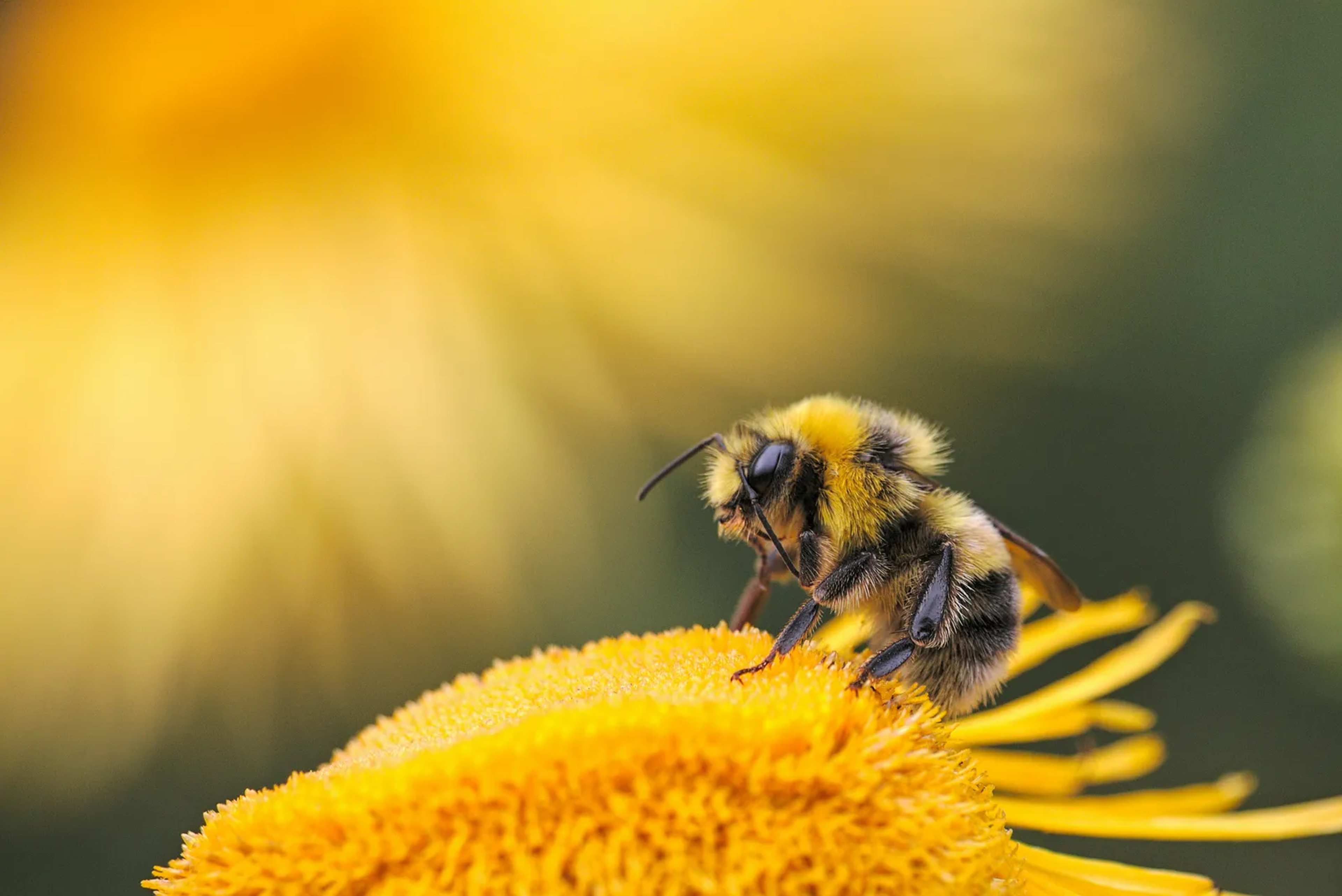 Air Pollution Scrambles How Bees Smell Flowers