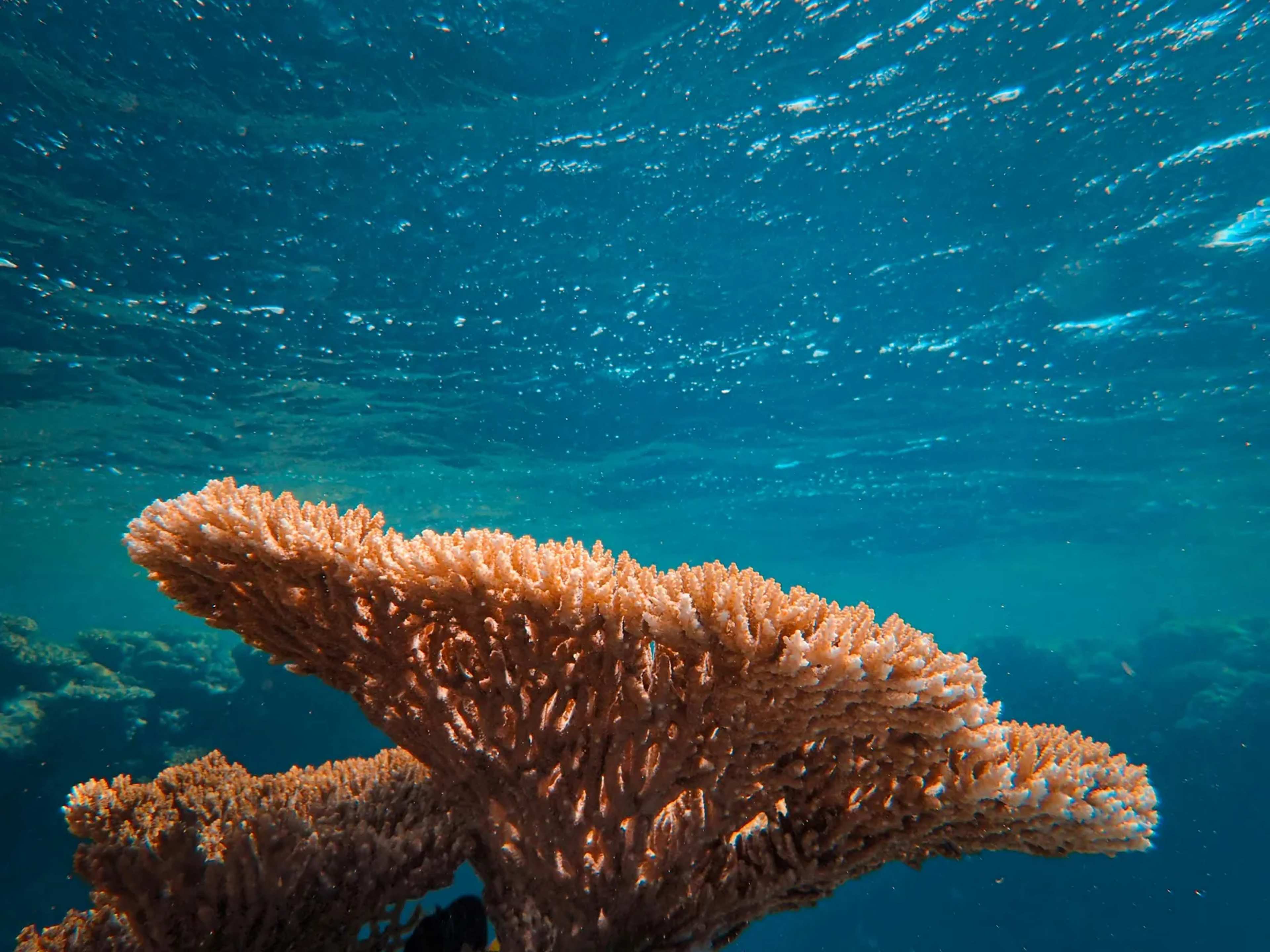 Probiotics Shielded Corals From Bleaching in 2022 Red Sea Heat Wave