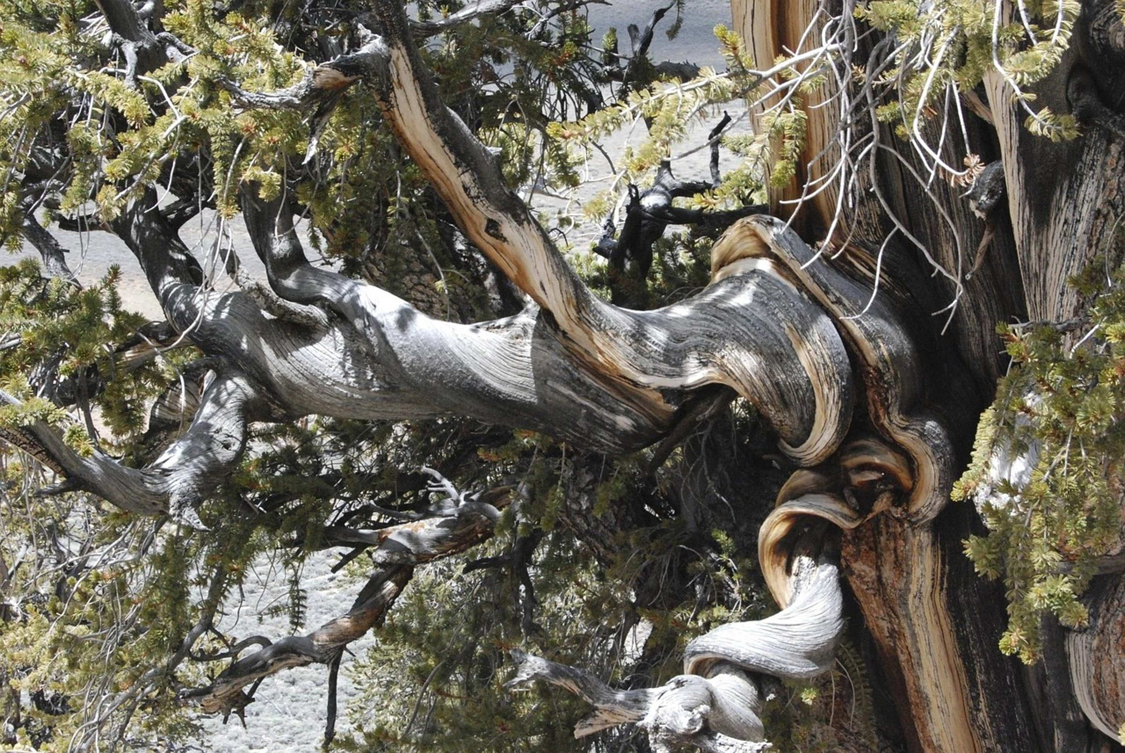 Where to find Earth's oldest living organisms