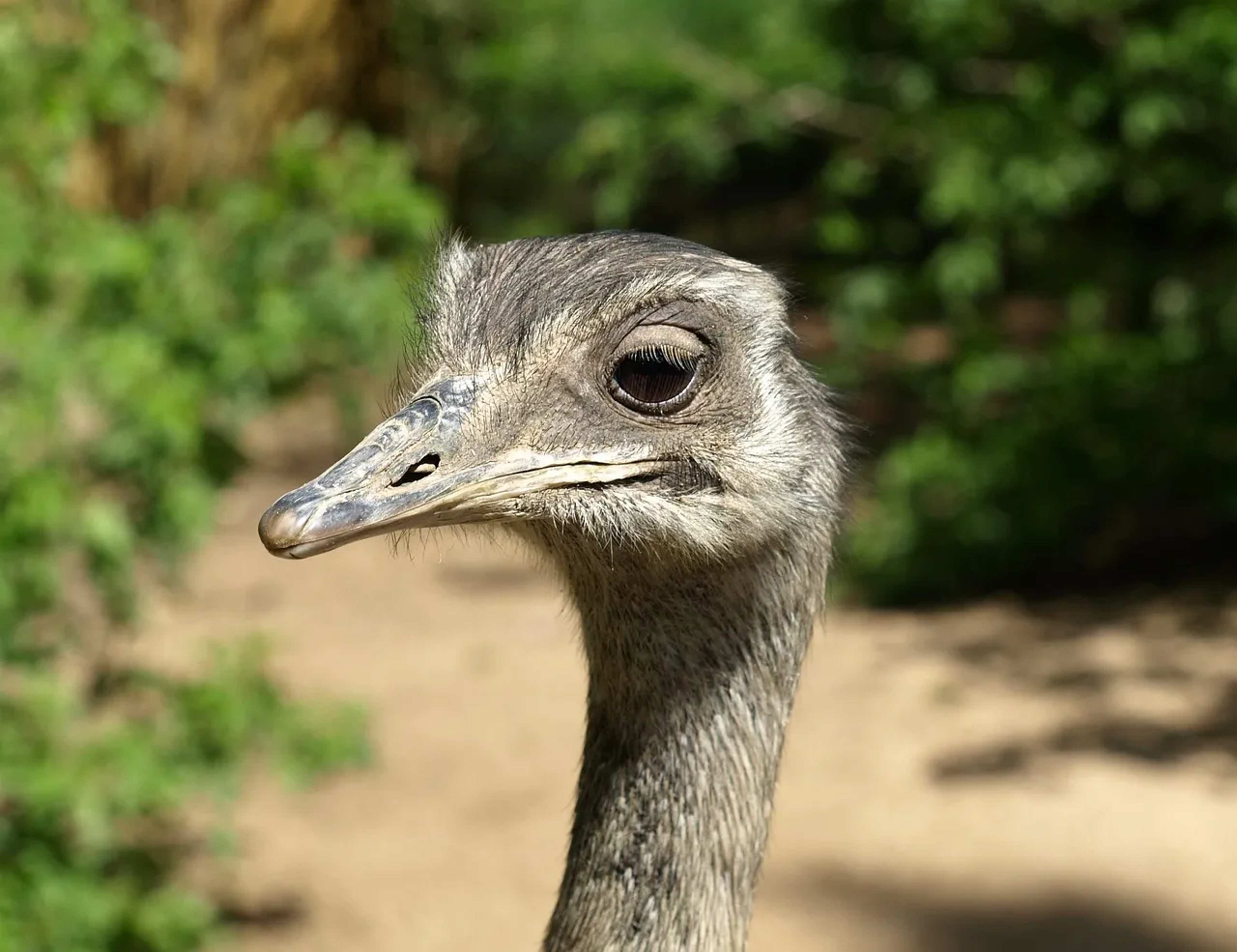 Women-Led Team Prepares Darwin's Rheas for Return to Patagonia National Park