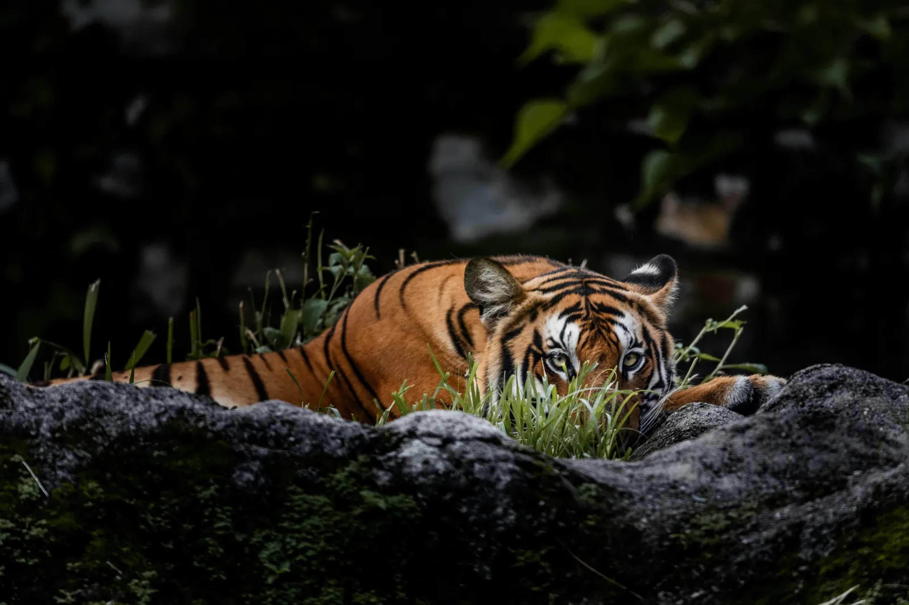 Blinded by a Tiger, He Helps AI Prevent Attacks