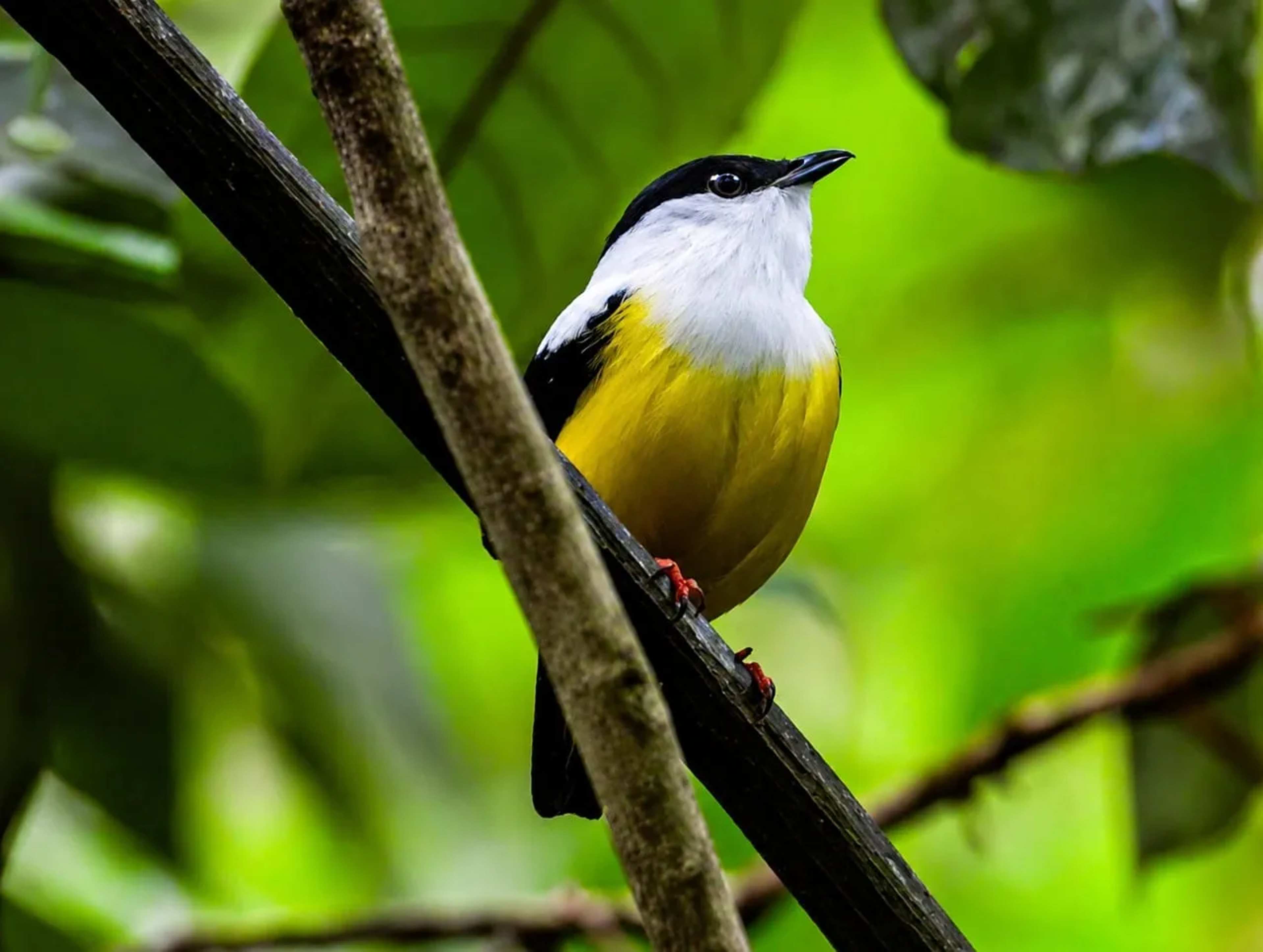Ancient Human Traces in Suriname's Rainforest Overlooked in Conservation Strategies