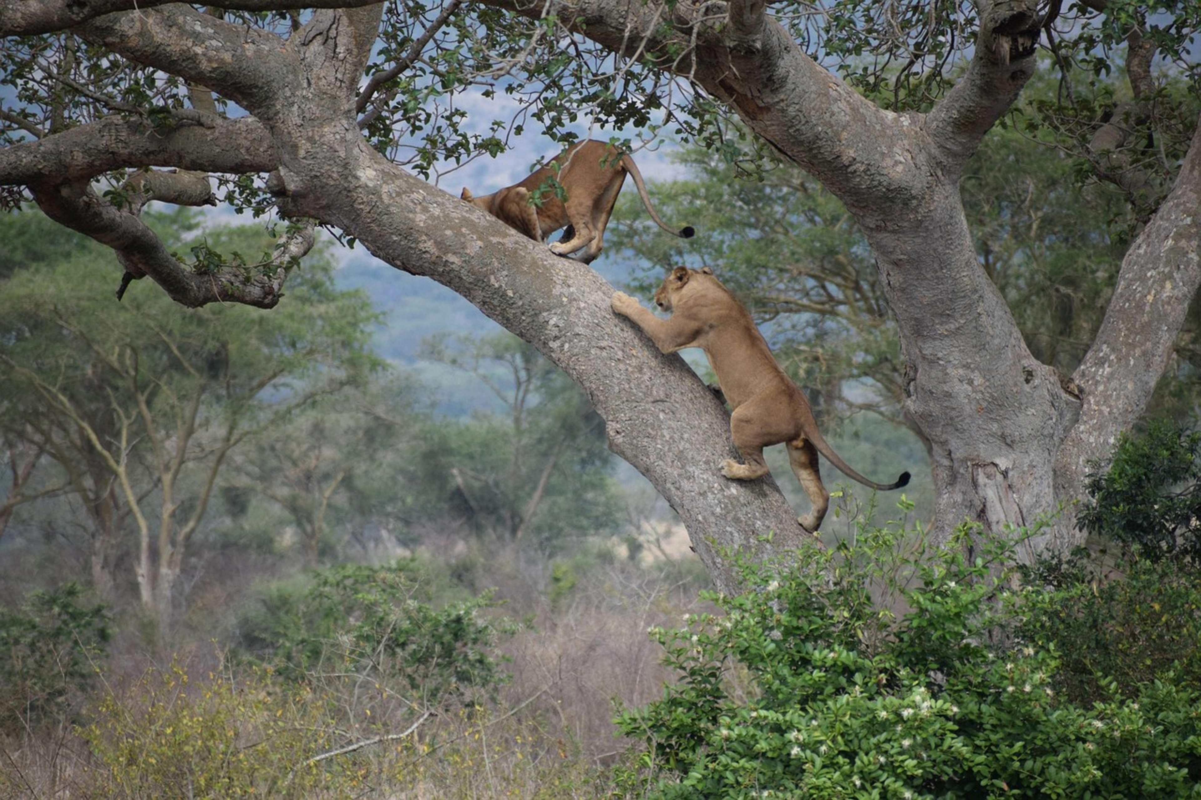 Tracking Uganda’s Rare Tree-Climbing Lions in the Wild