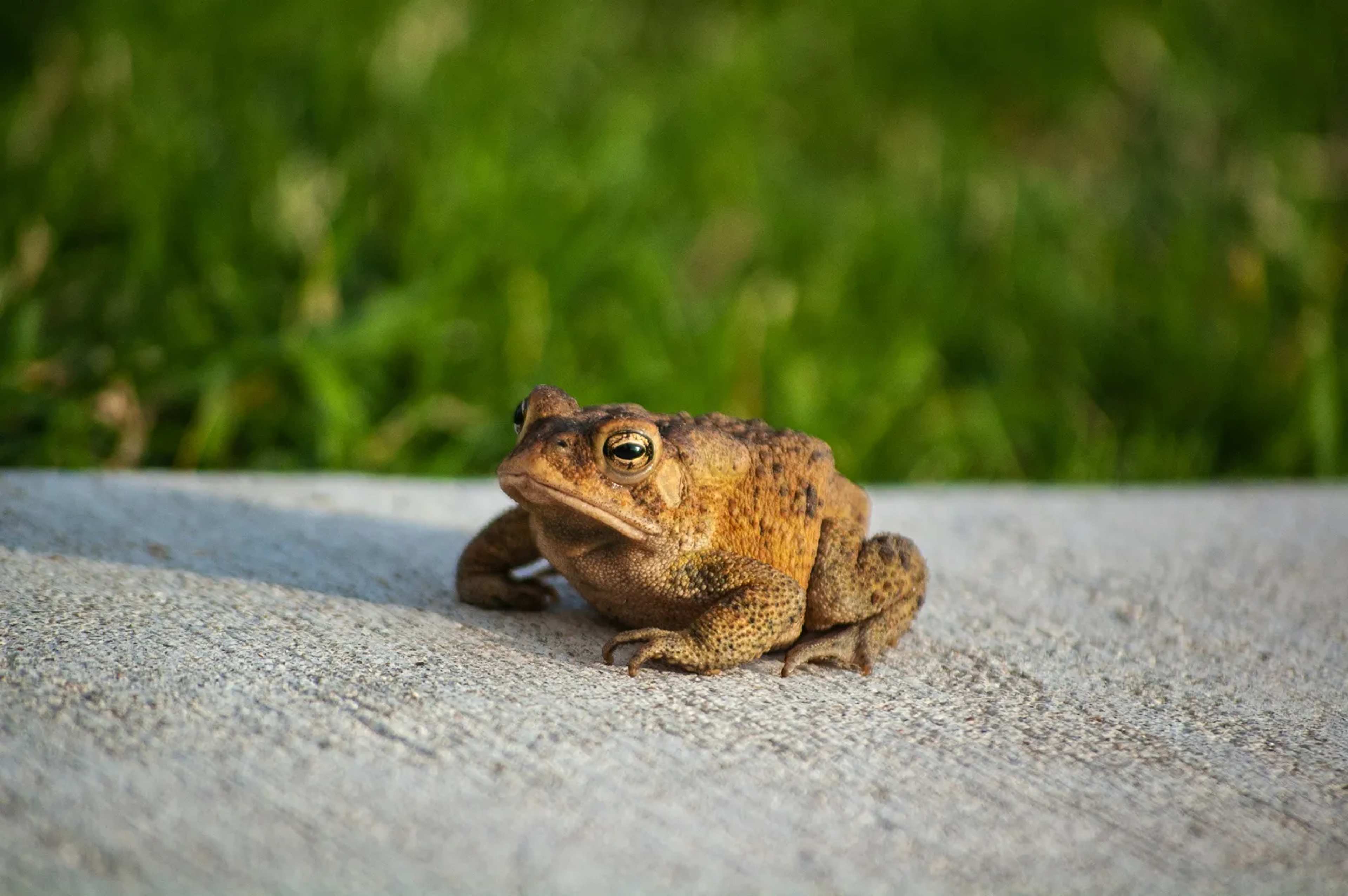 Declining Snowpack Endangers Western Boreal Toads