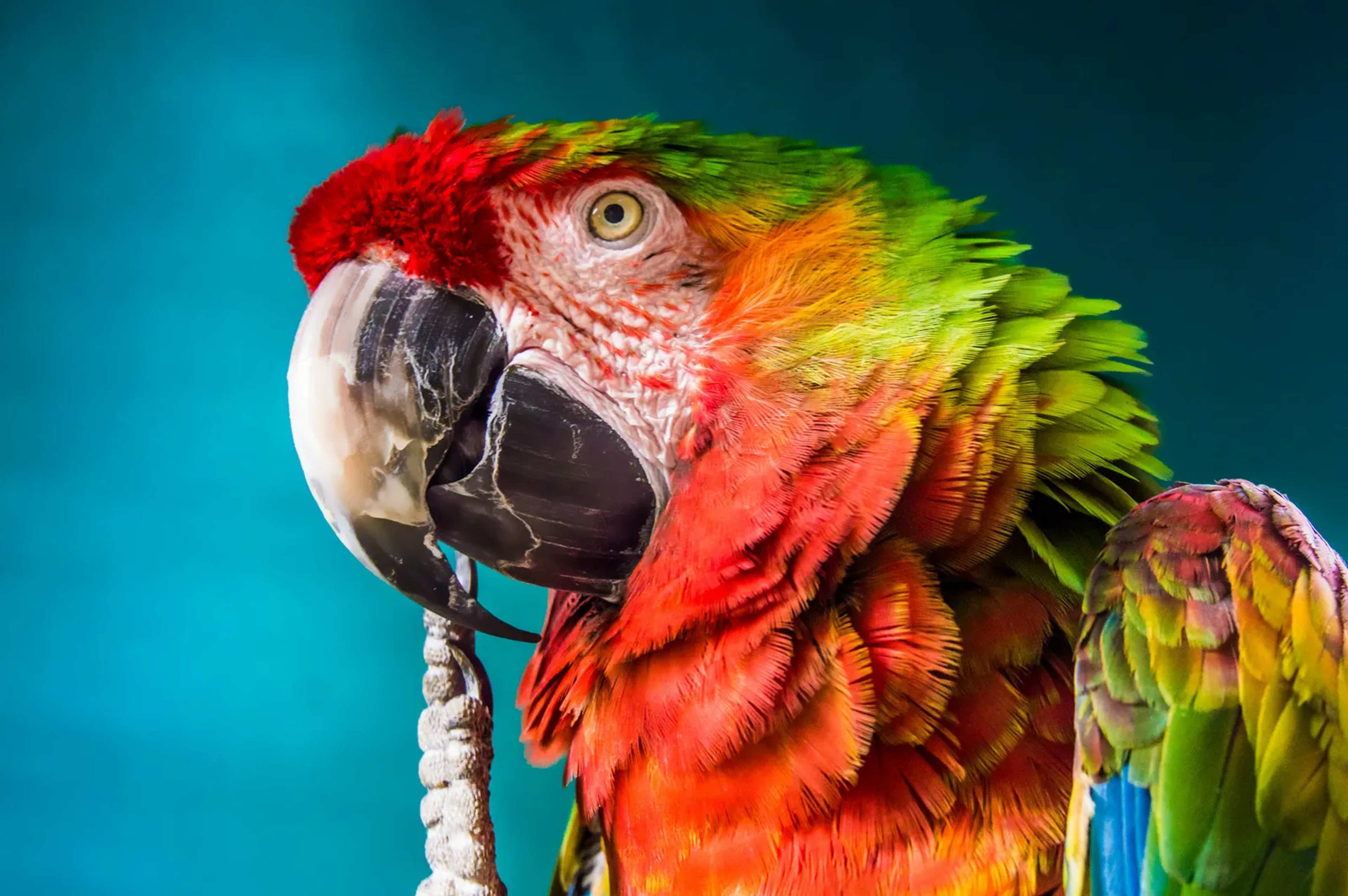 Social Media Algorithms Fuel India’s Exotic Pet Surge as Rules Fall Short