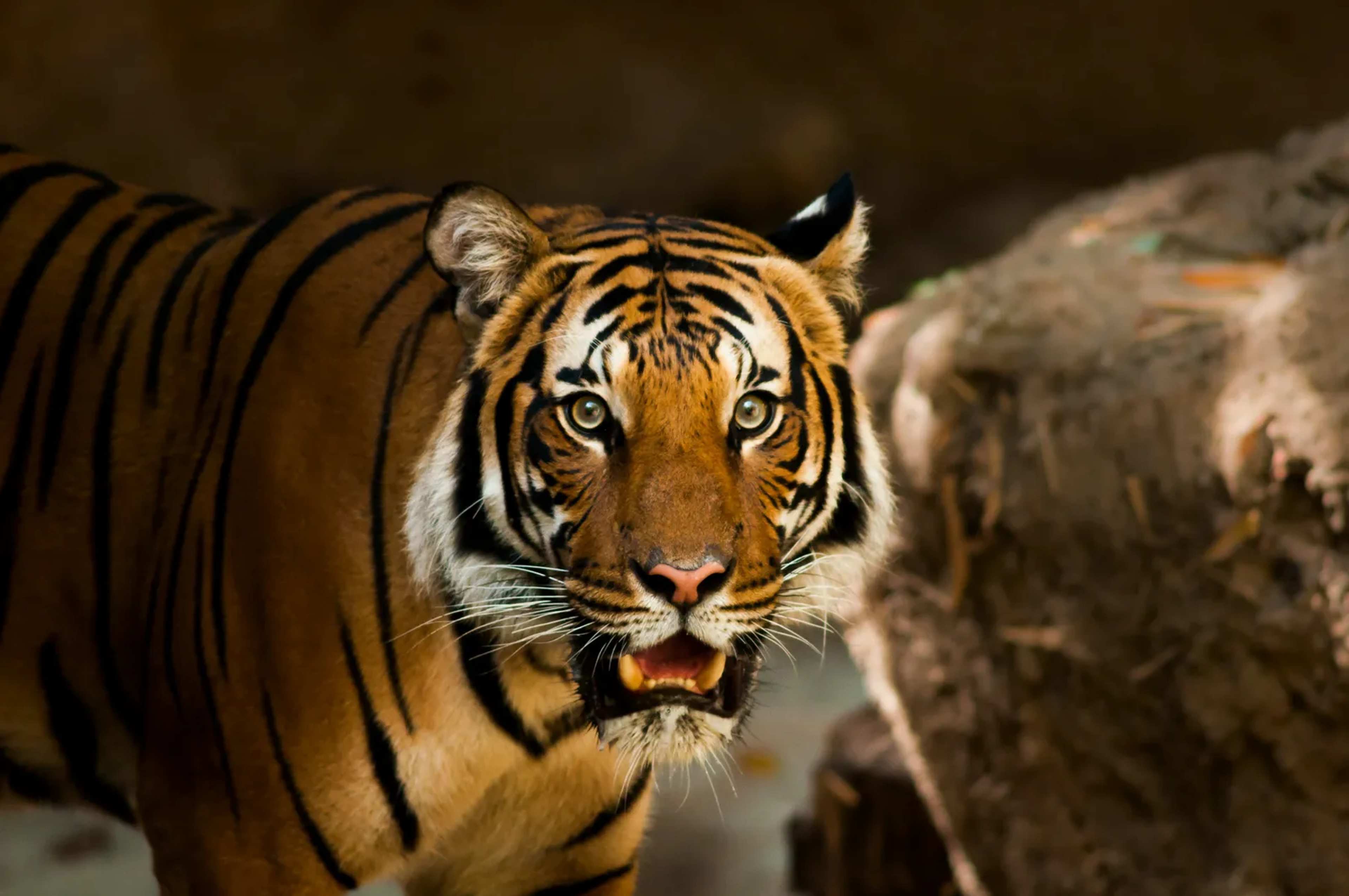 Nepal Tests Lab-Created Scents to Steer Tigers Away from Villages