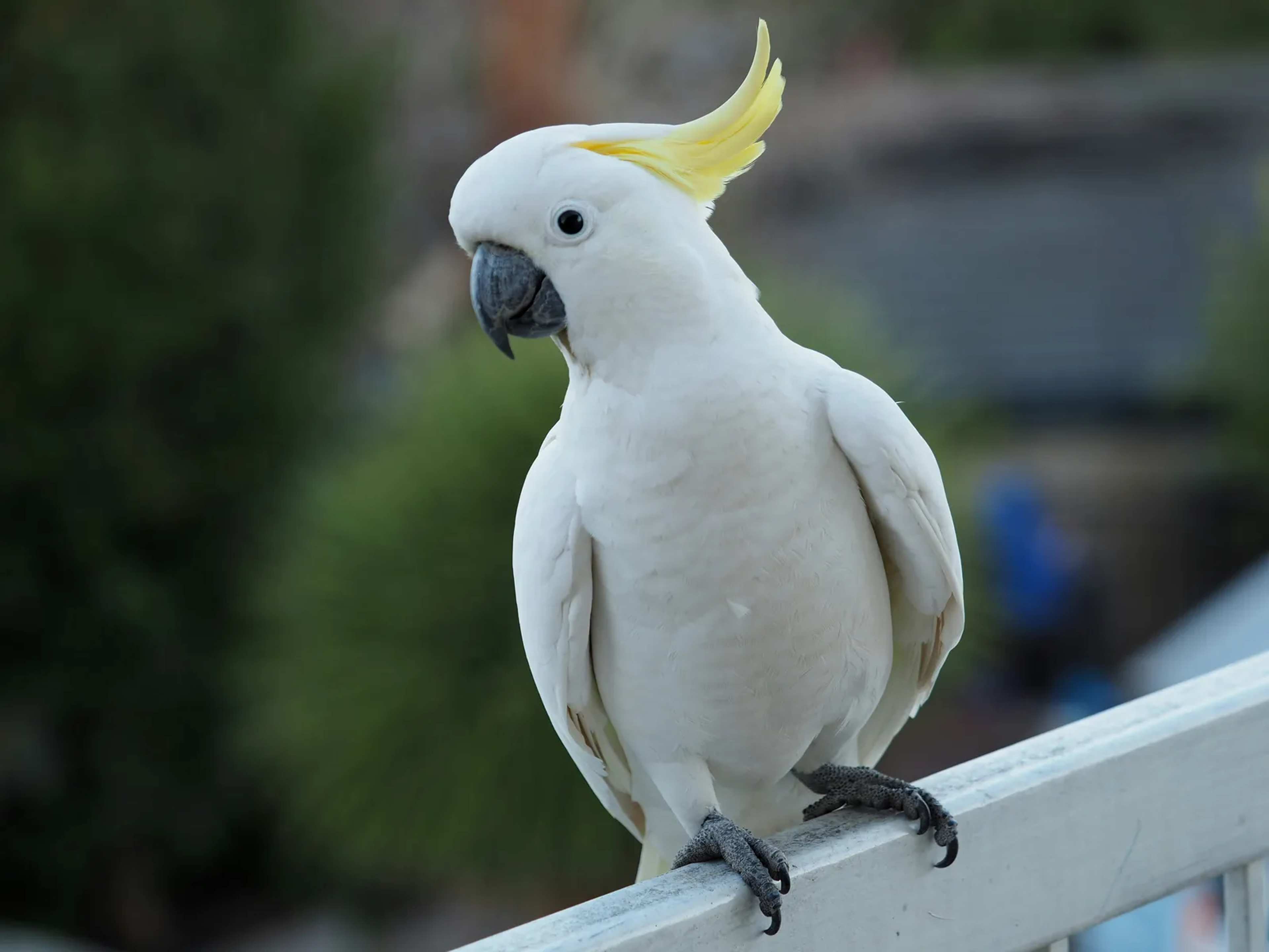 Hong Kong's Yellow-Crested Cockatoos Confront a Housing Shortage With Artificial Nests