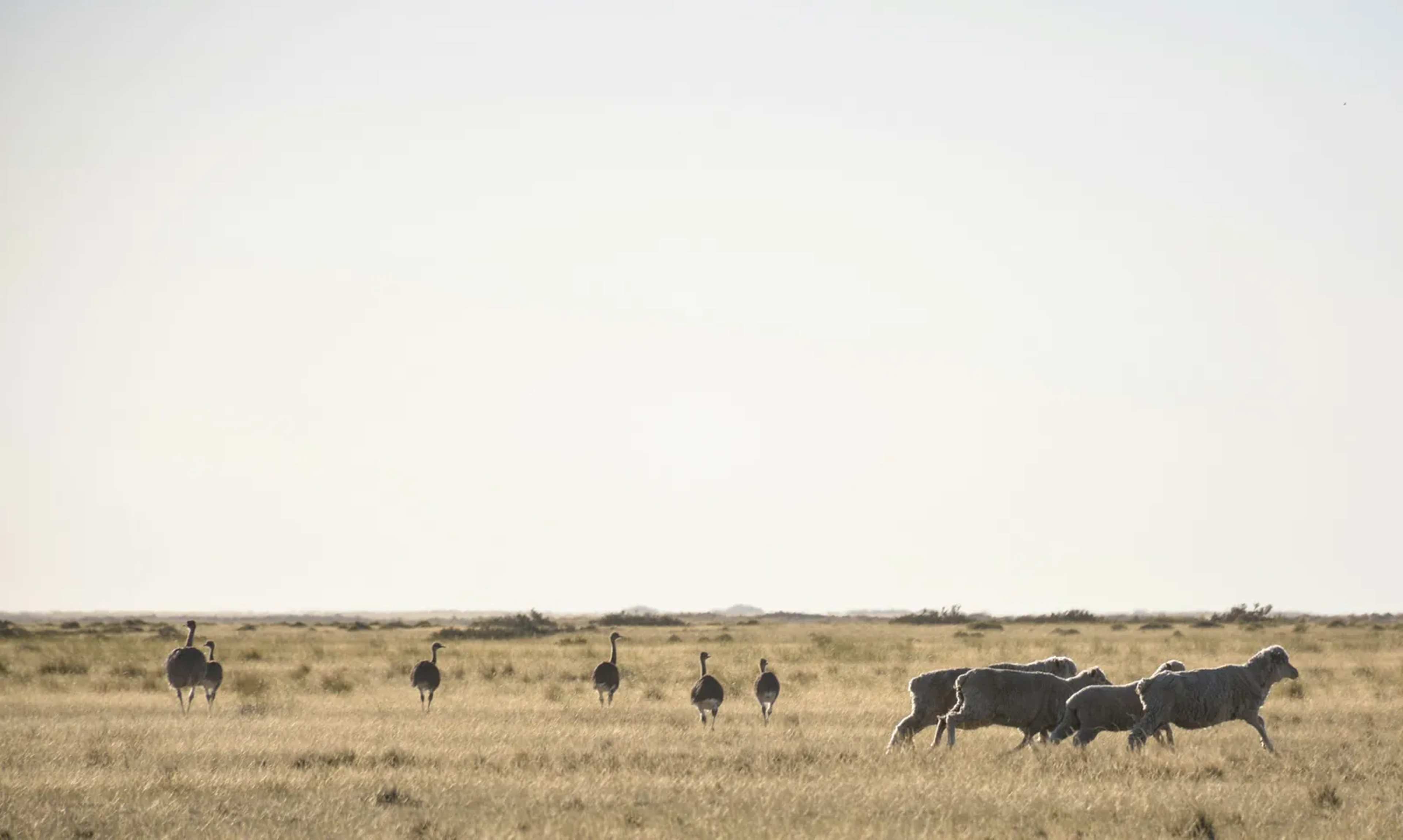 Women Rangers Lead Effort to Return 13 Darwin's Rheas to Patagonia National Park