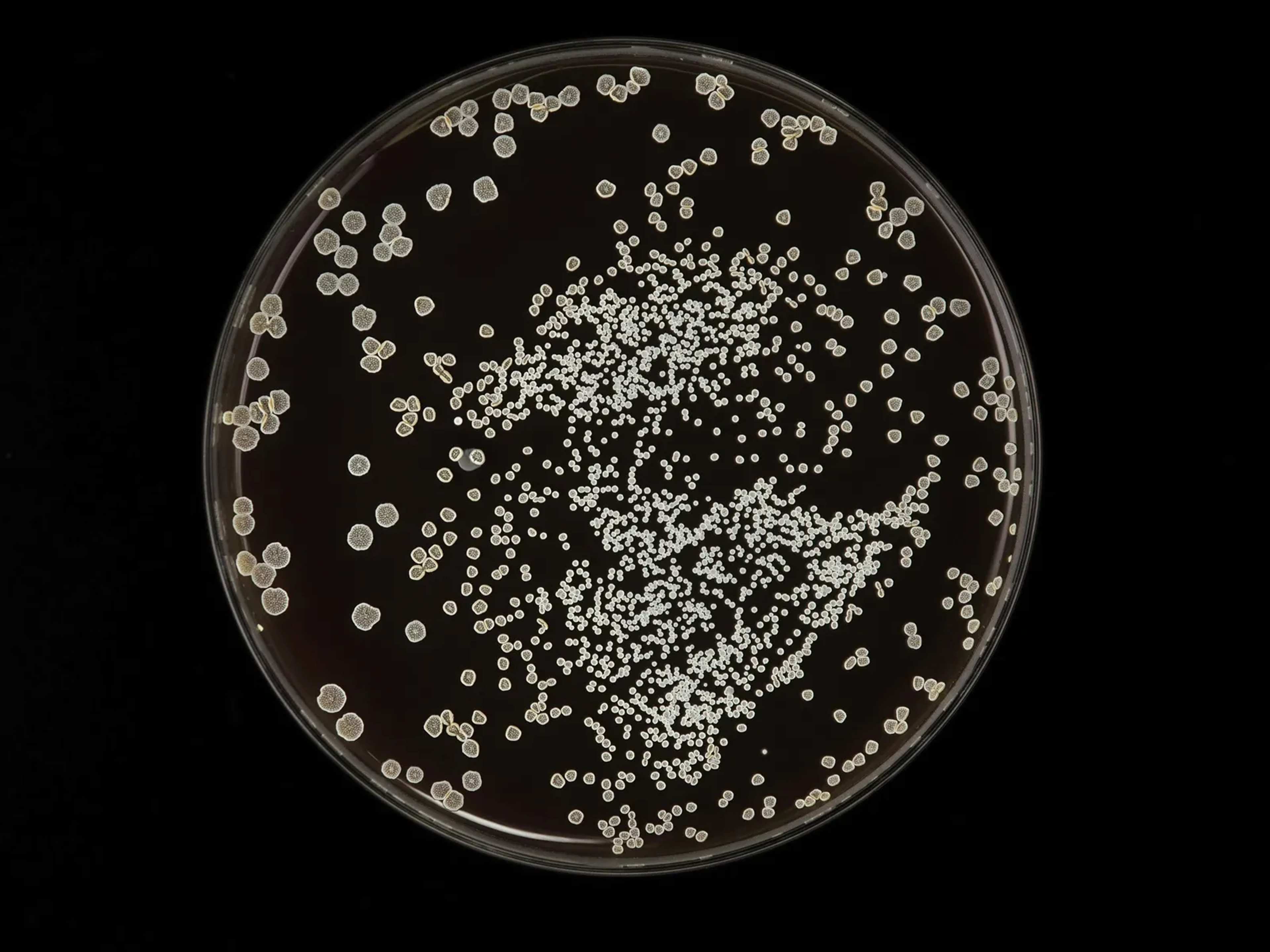 16 New Fungal Species Found Living Inside Flowers in Northern Thailand