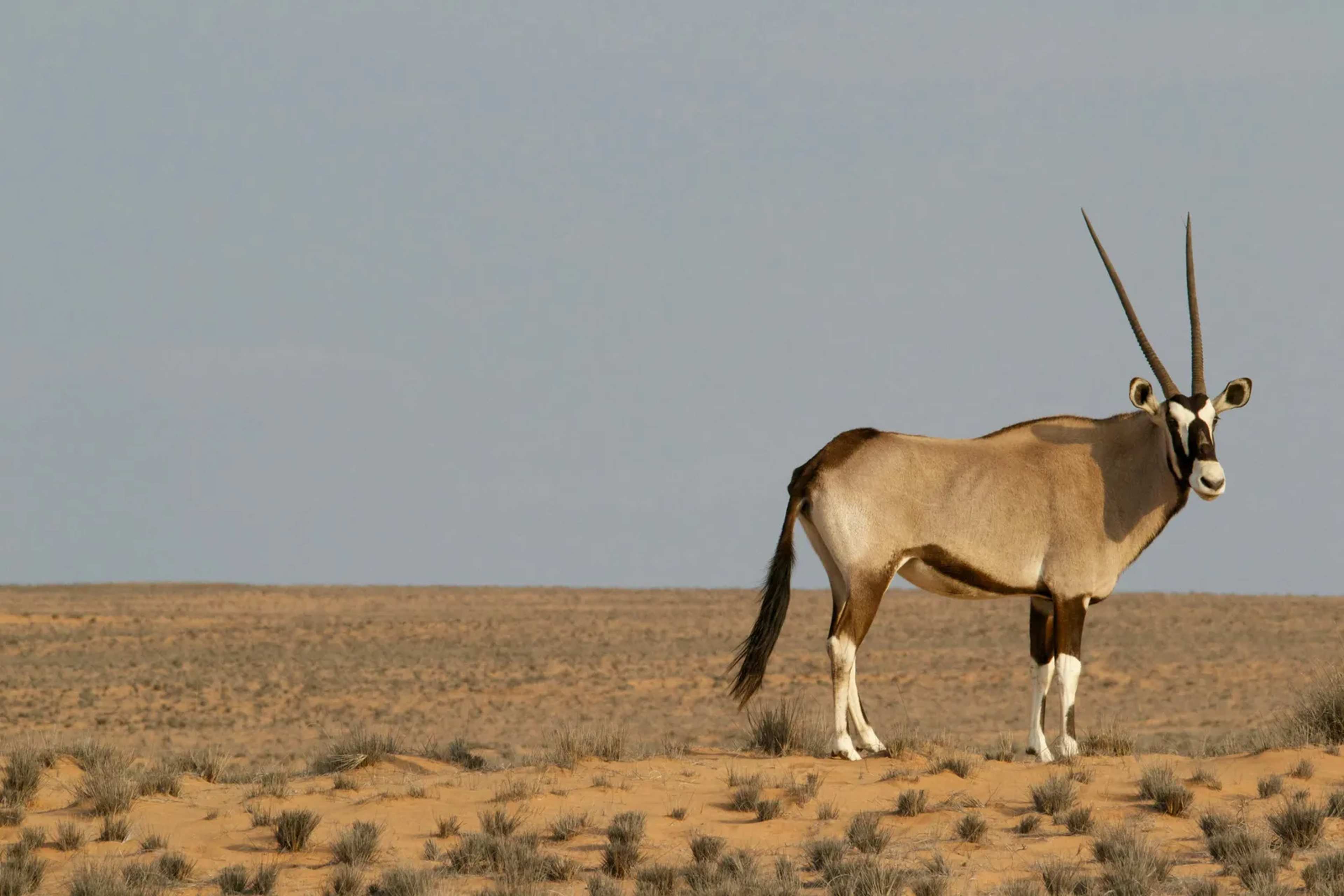 African Oryx Introduced to New Mexico in the 1960s Could Spread Across Much of the Southwest