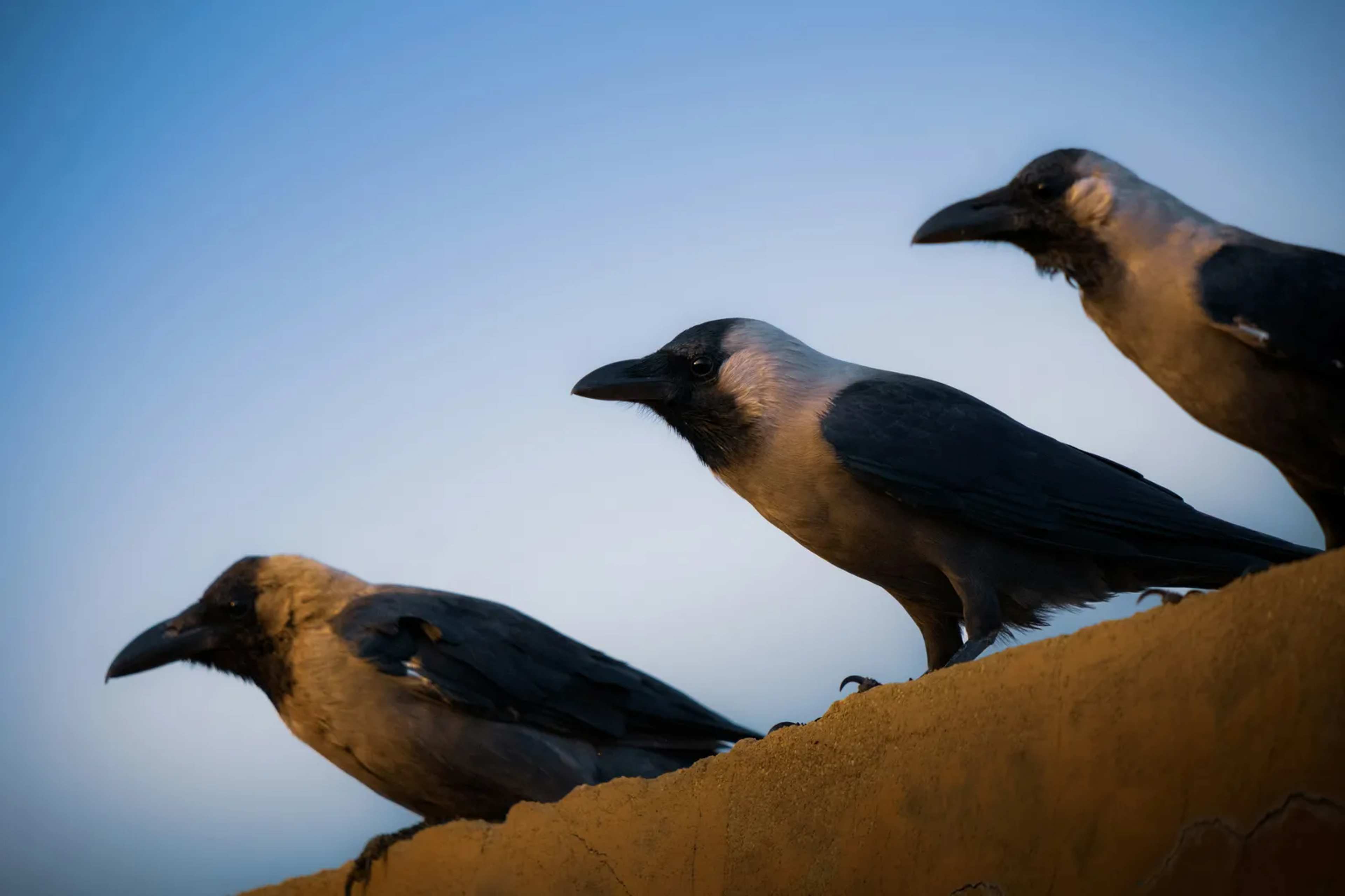 The Crows You See Every Day Are Far Stranger Than Their Halloween Image Suggests