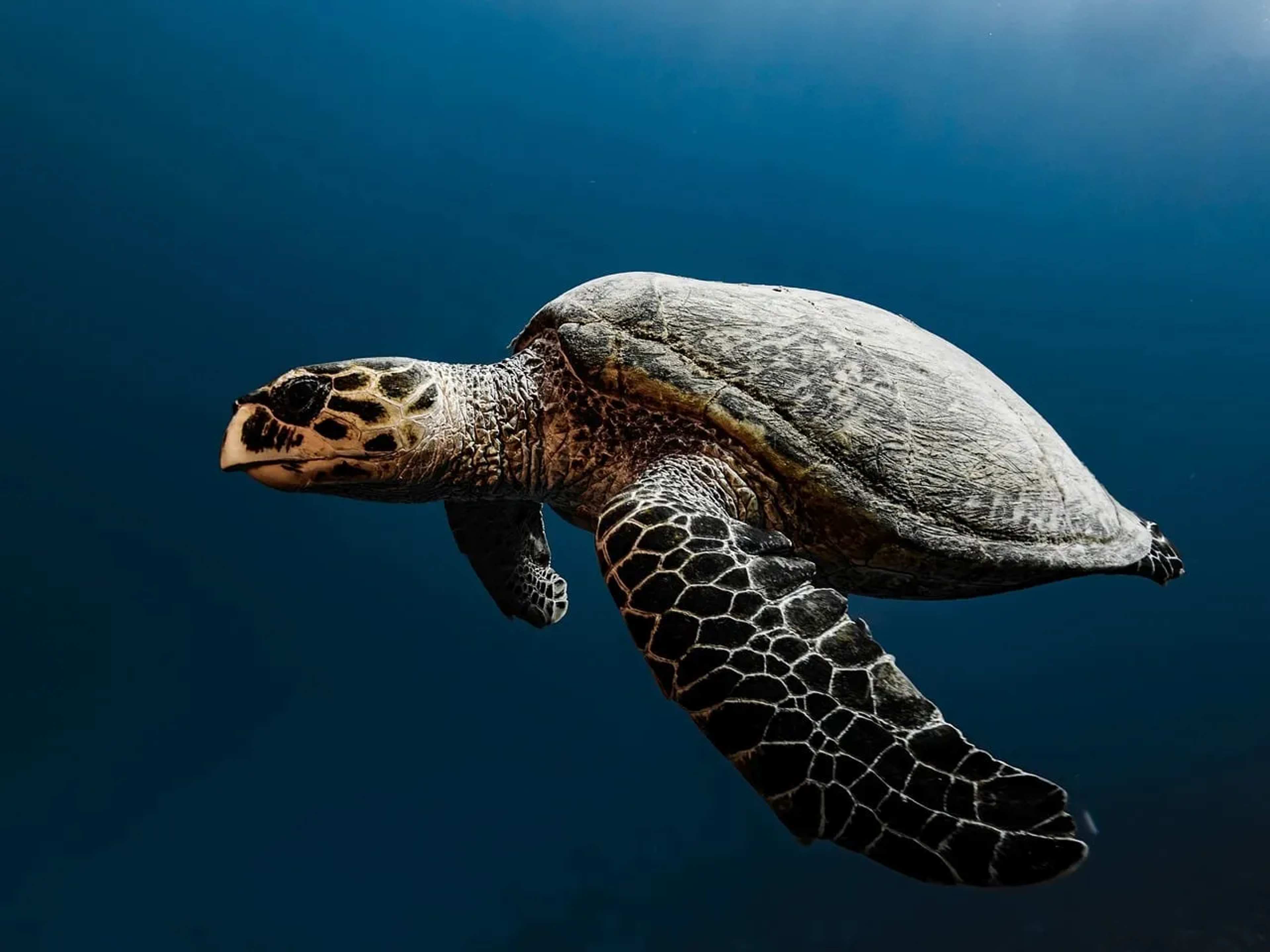 Sabine Schoppe, Who Created a Sanctuary for Palawan Forest Turtles, Has Died