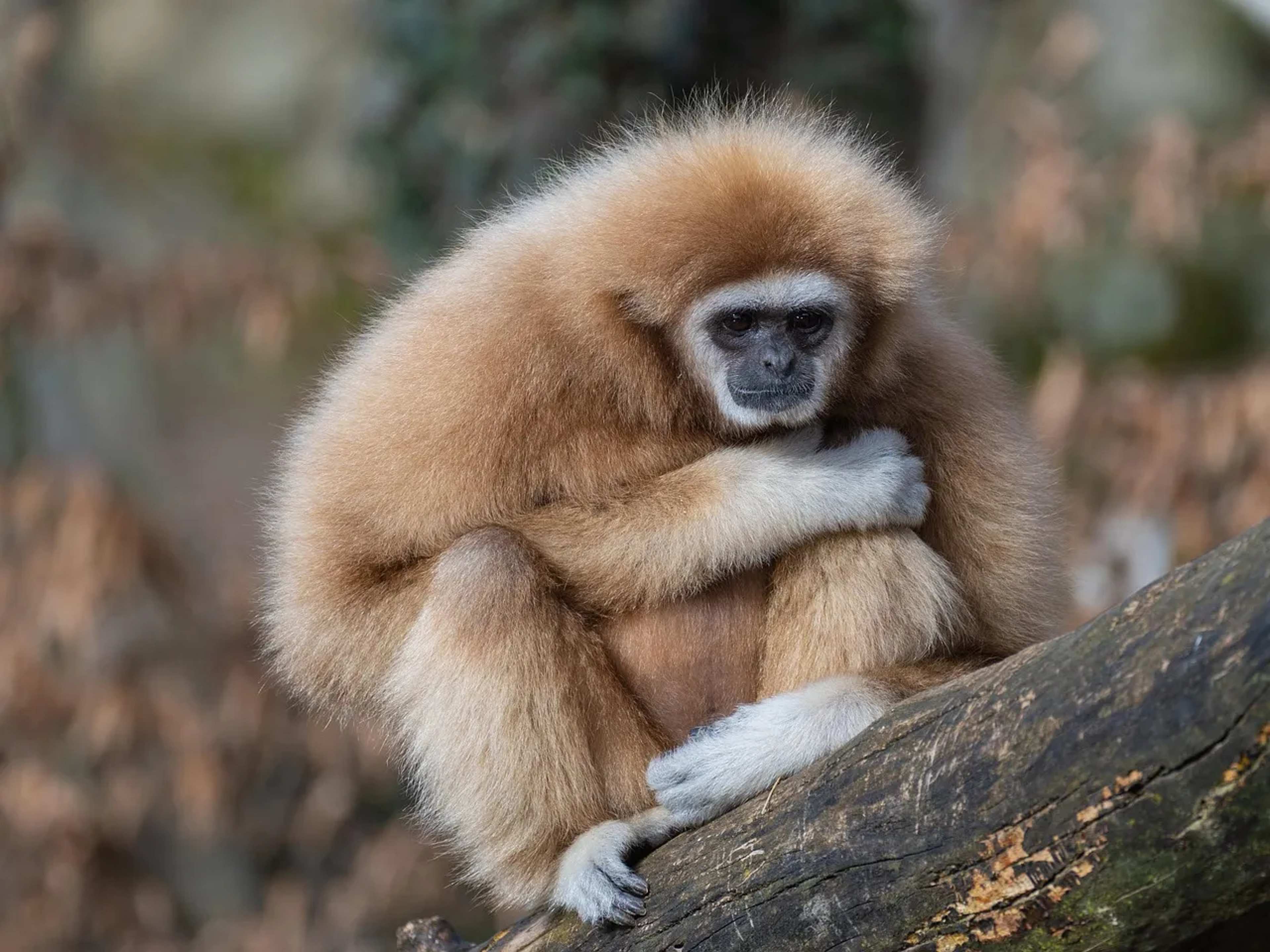 All 20 Gibbon Species Threatened by Illegal Pet Trade
