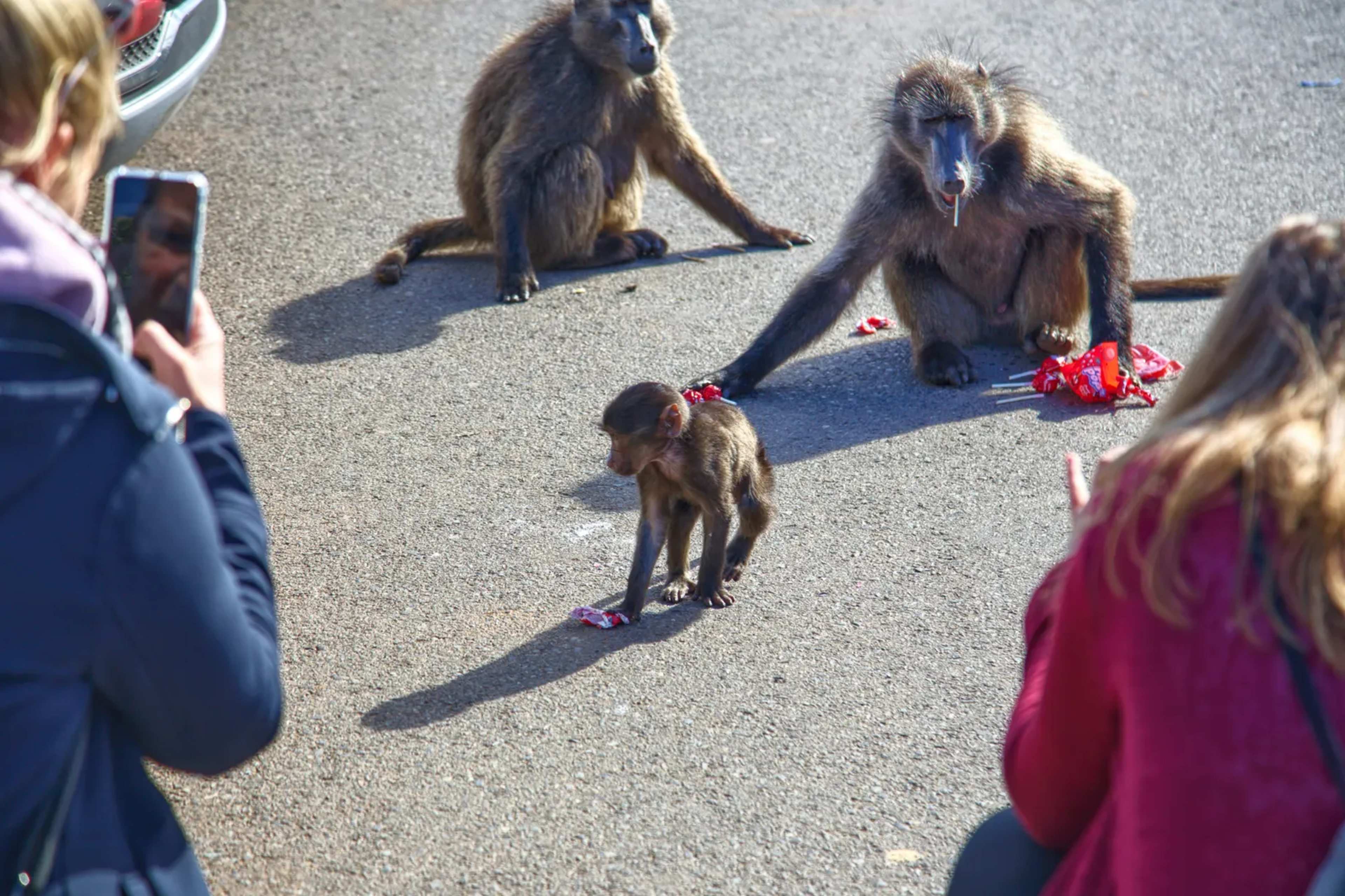 Cape Town to Relocate Two Baboon Troops in Hard Reset