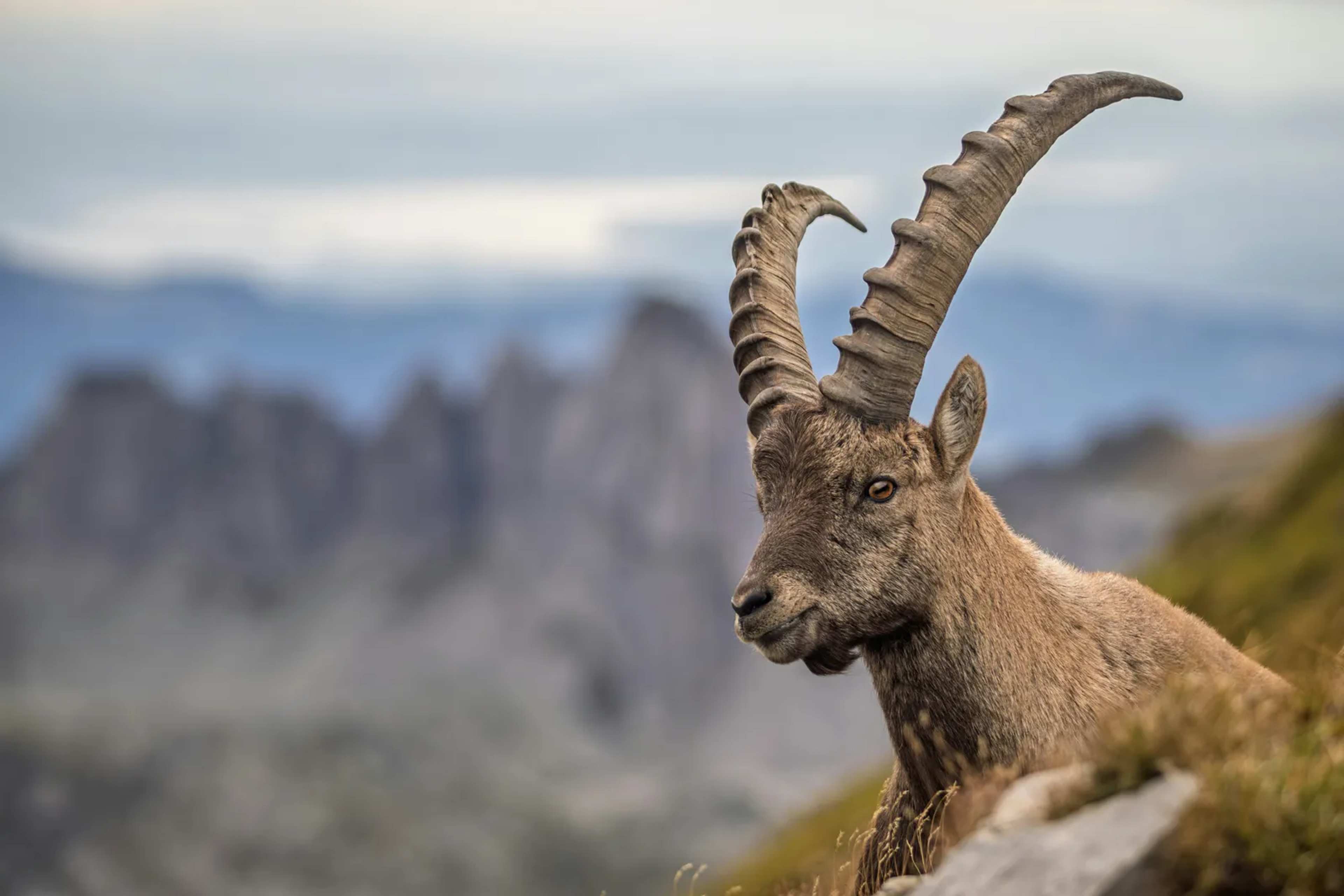 Nearly 90% of Countries Pledge to Save Nature, But Most Off Track at COP17 in Yerevan