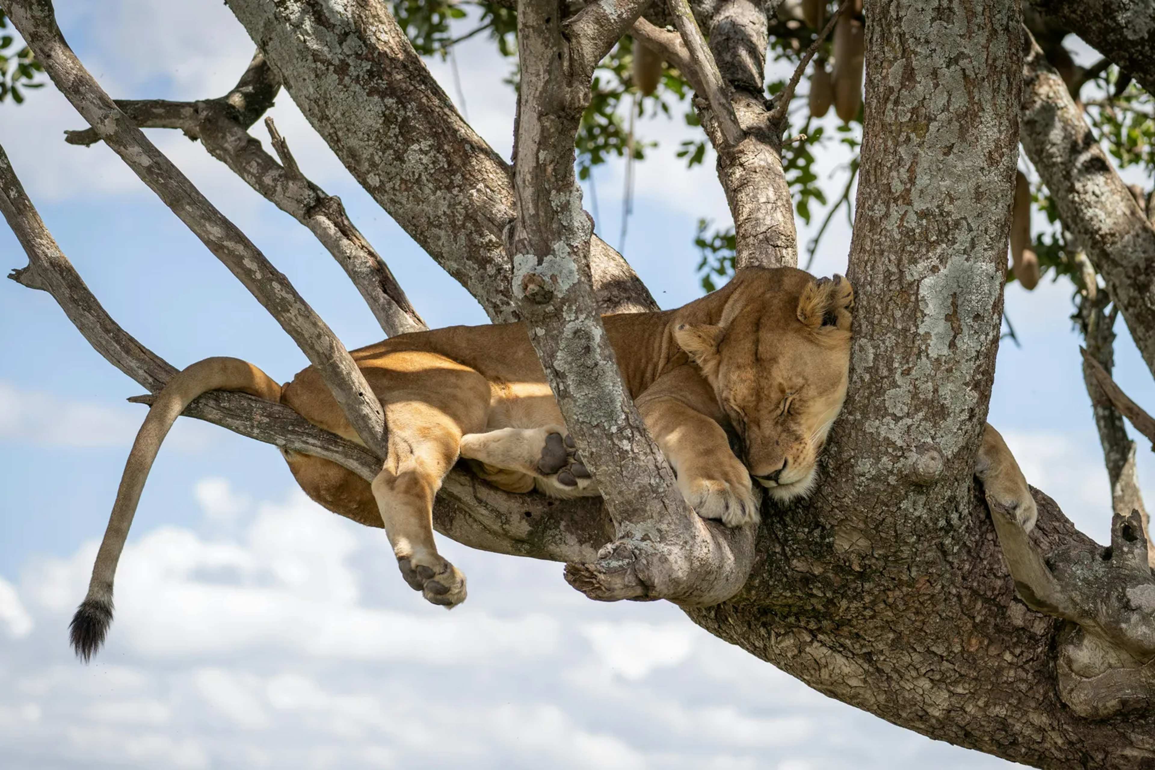 Tree-Climbing Lions of Queen Elizabeth National Park Secure 10-Year Conservation Partnership