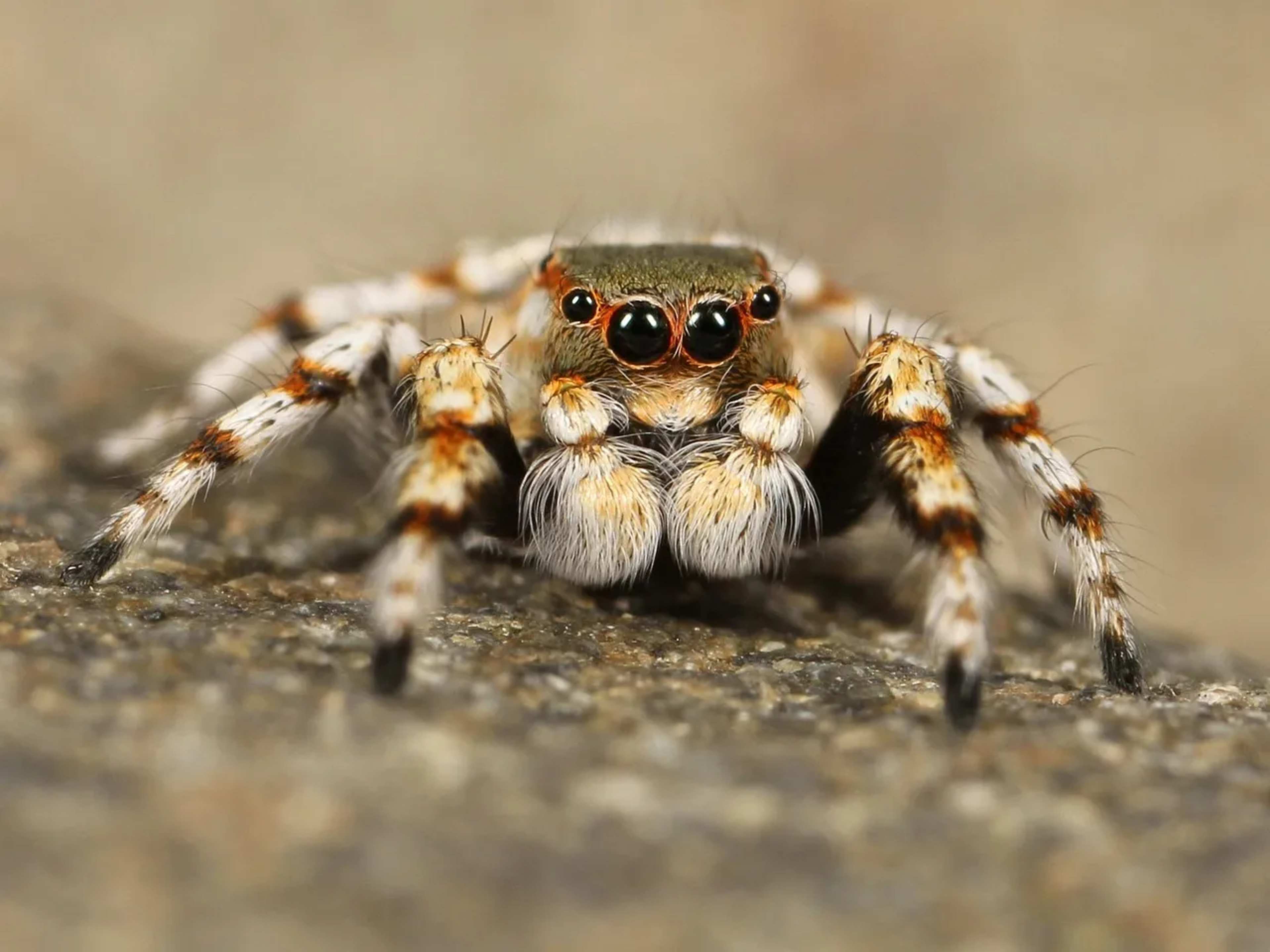 Australian Spider Catapults Ants With Silk Snare