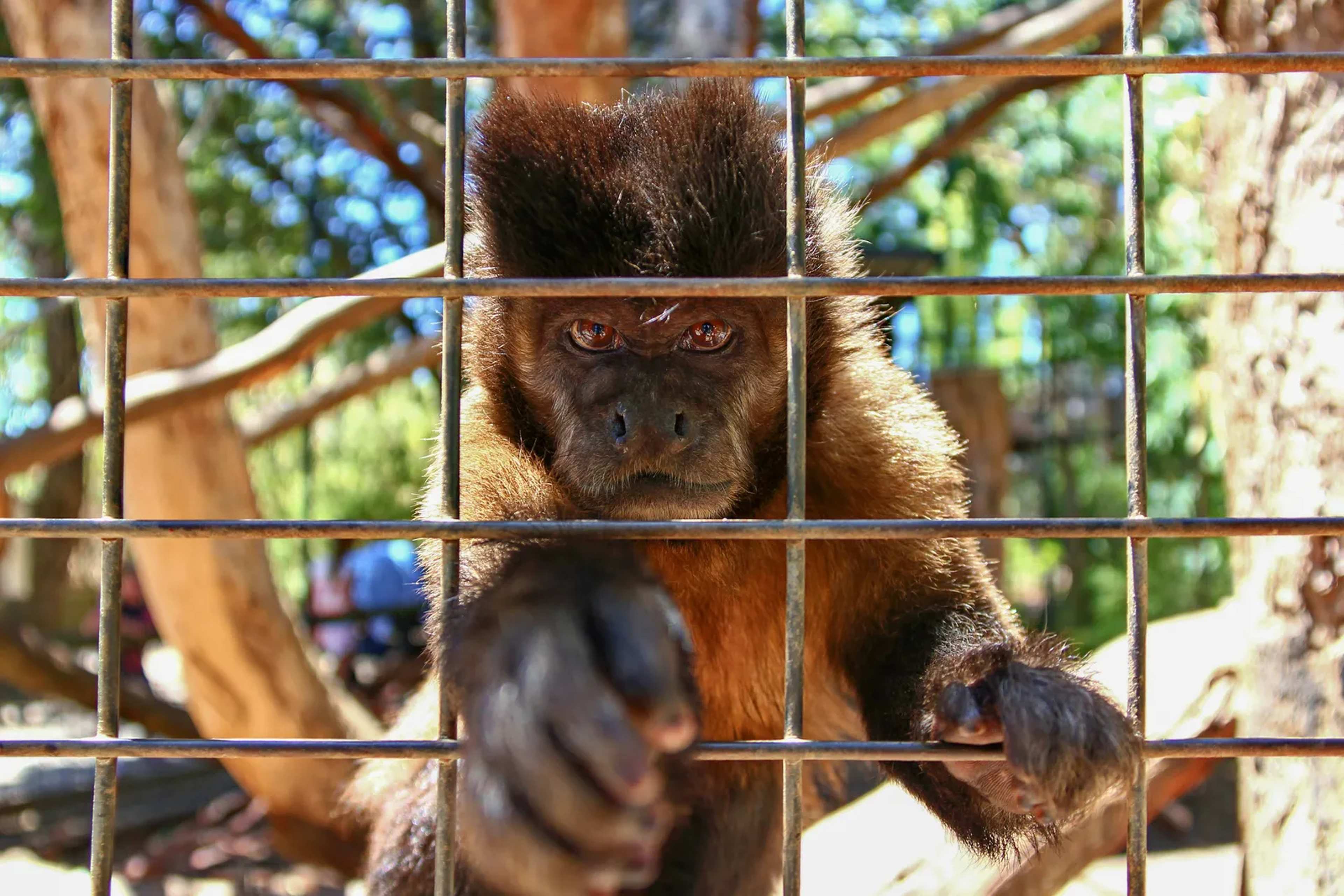 Those Stunning 'Wild' Animal Photos You See May Not Be Wild at All