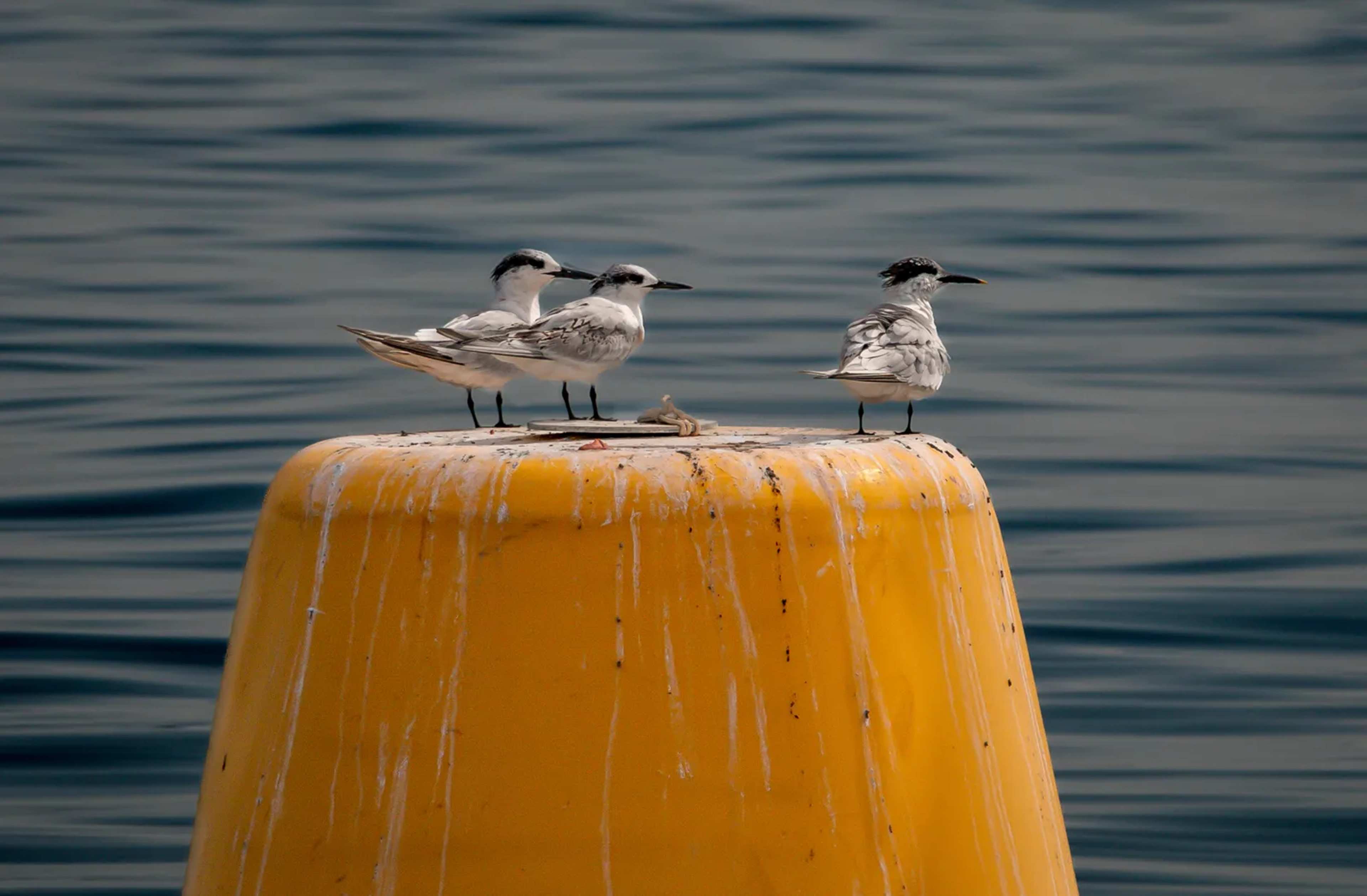 Spinning Googly Eyes on Buoys Deter Seabirds from Deadly Nets Off Cornwall