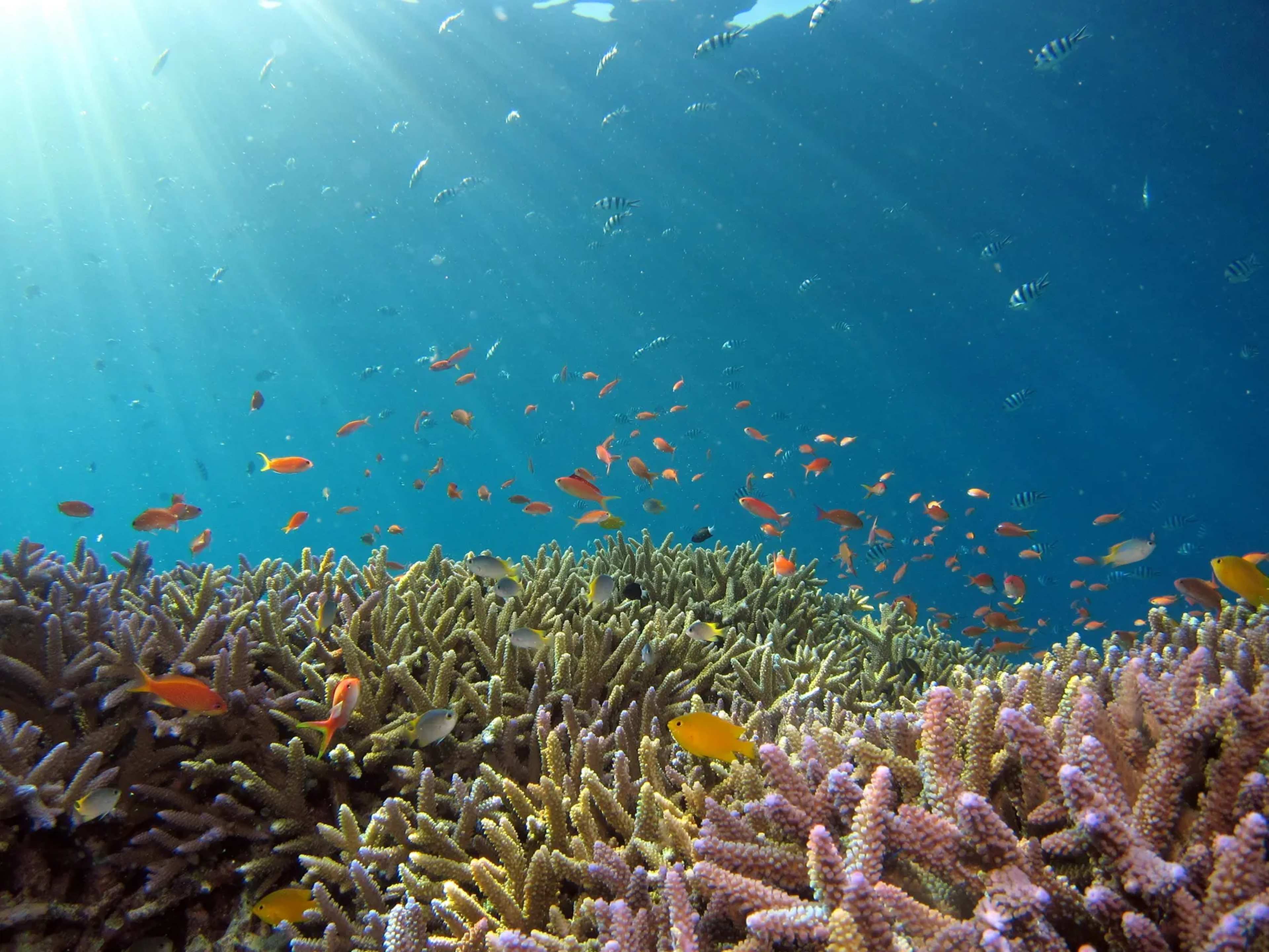 Even Maui’s Coral Reefs Carry a Hidden Record of Human Activity